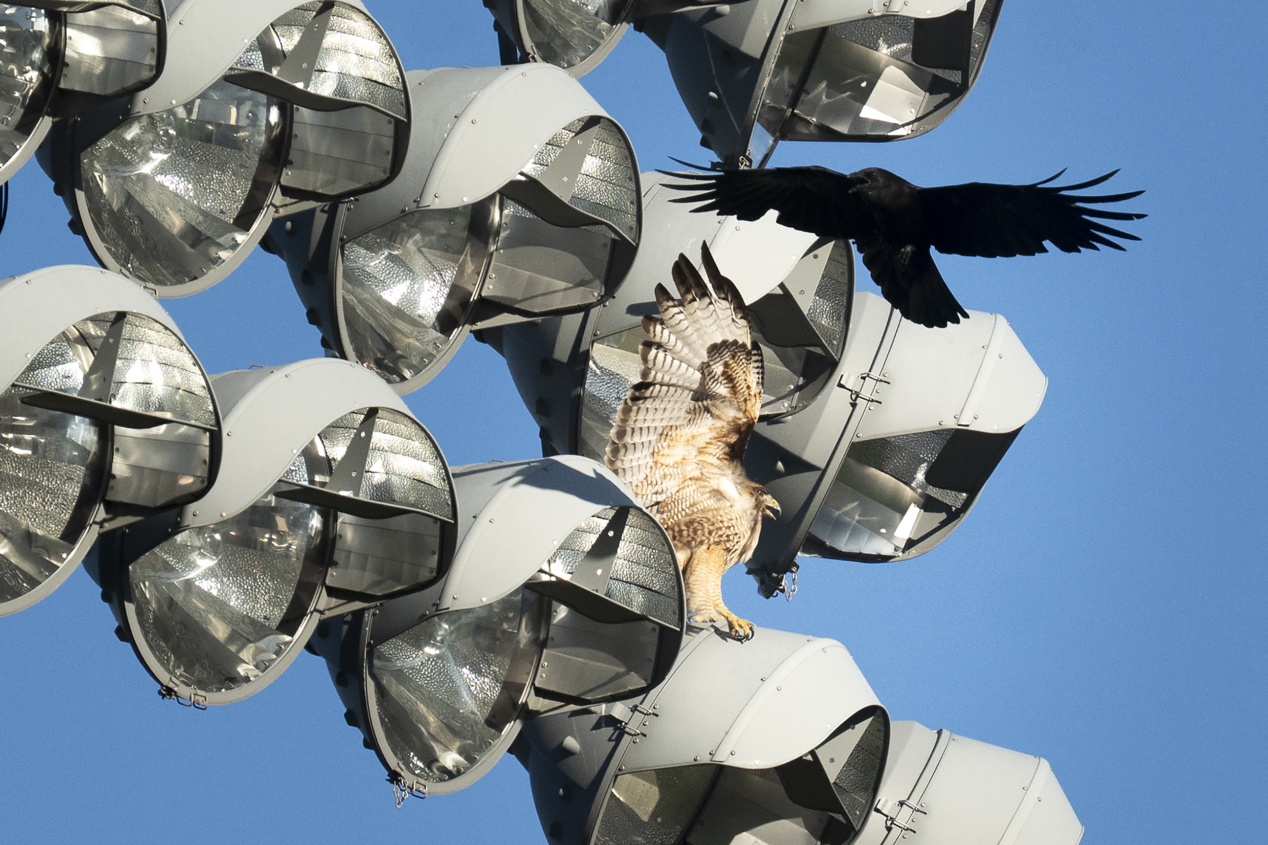 Battle of the birds