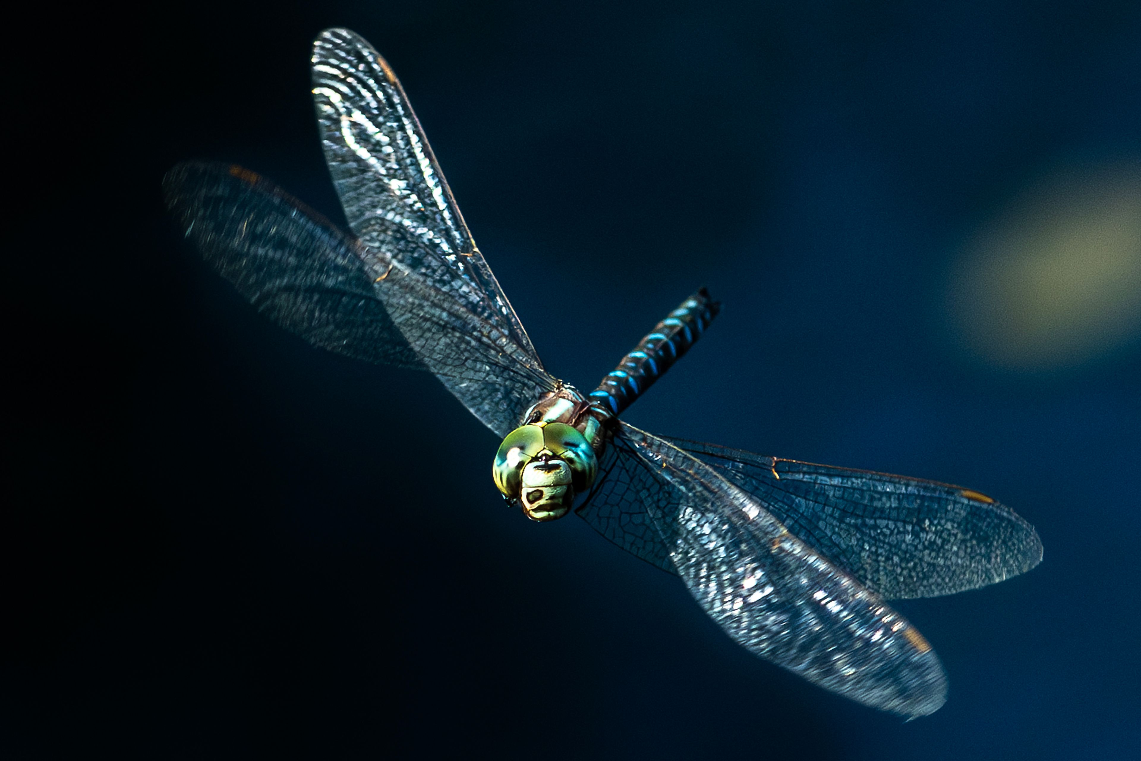 A dragonfly flies over the ponds at Kiwanis Park recently in Lewiston.