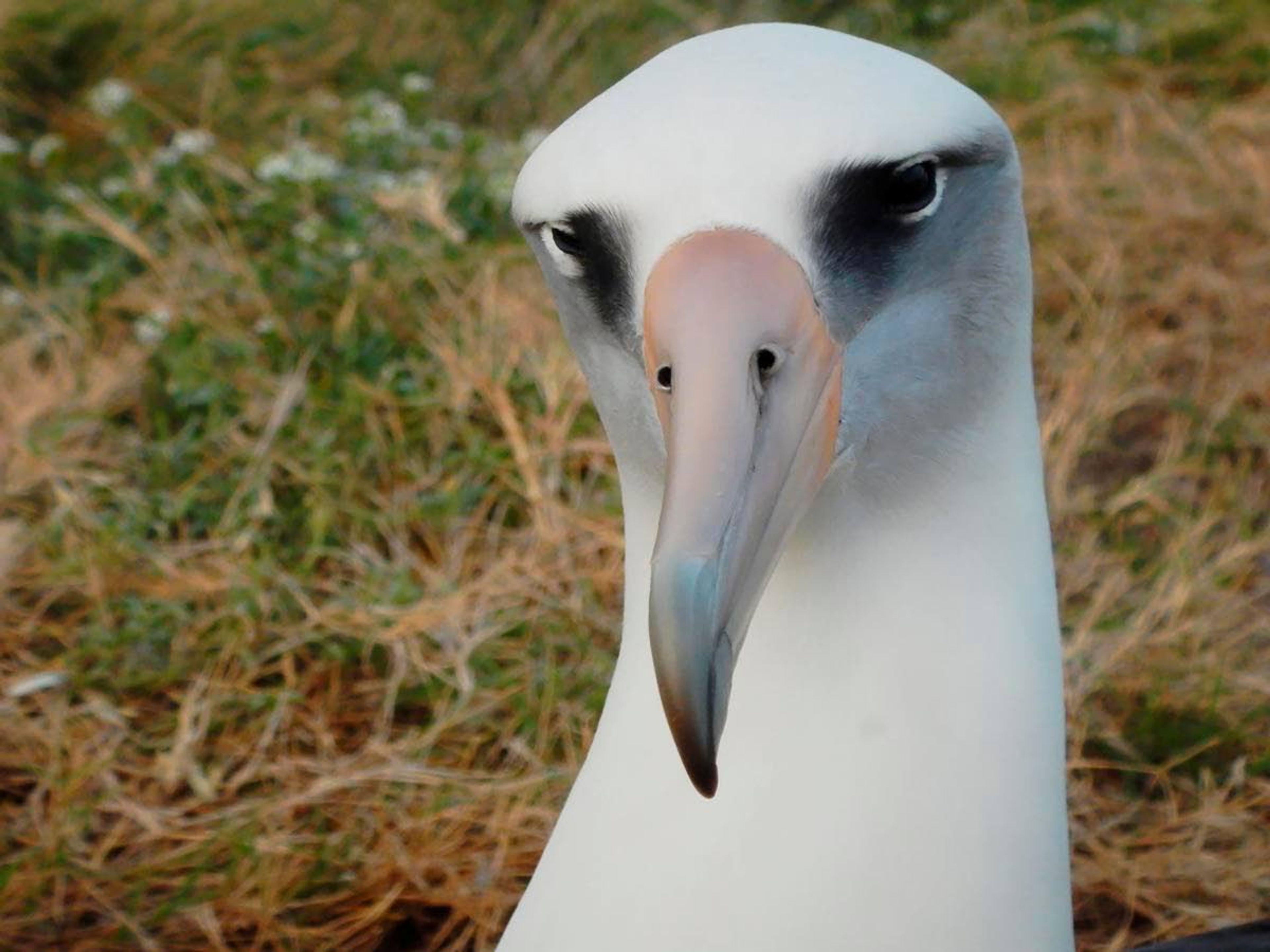 A nesting adult Laysan albatross checks out a census volunteer who was counting albatross nests.