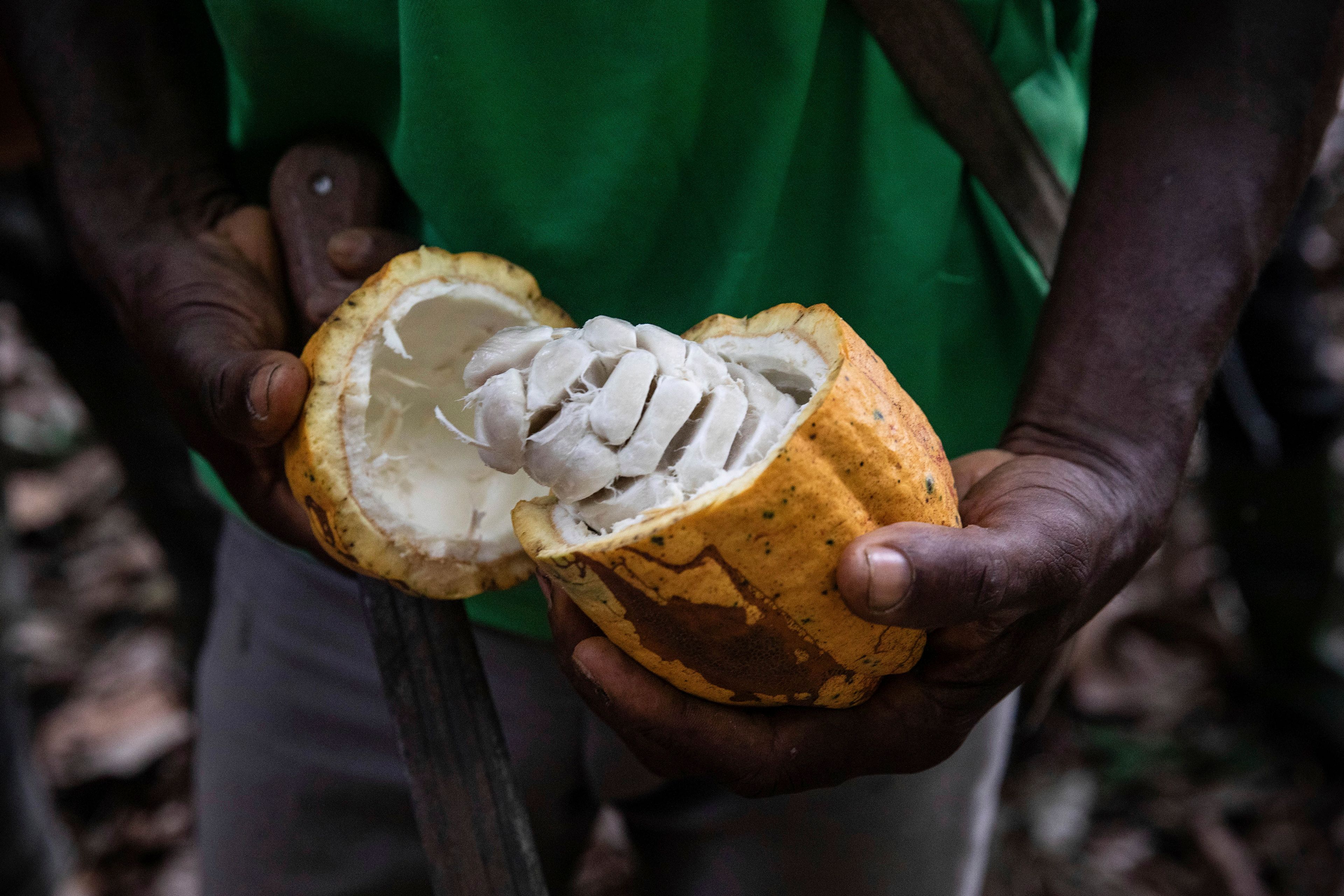 A farmer opens a Cocoa pod in Divo, West-Central Ivory Coast, November 19, 2023. Chocolate may come with a slightly bitter aftertaste this Easter. Shoppers in Europe, the United States and elsewhere are paying more for their traditional candy eggs and bunnies as changing climate patterns in West Africa take a toll on cocoa supplies and farmers (AP Photo/Sophie Garcia)