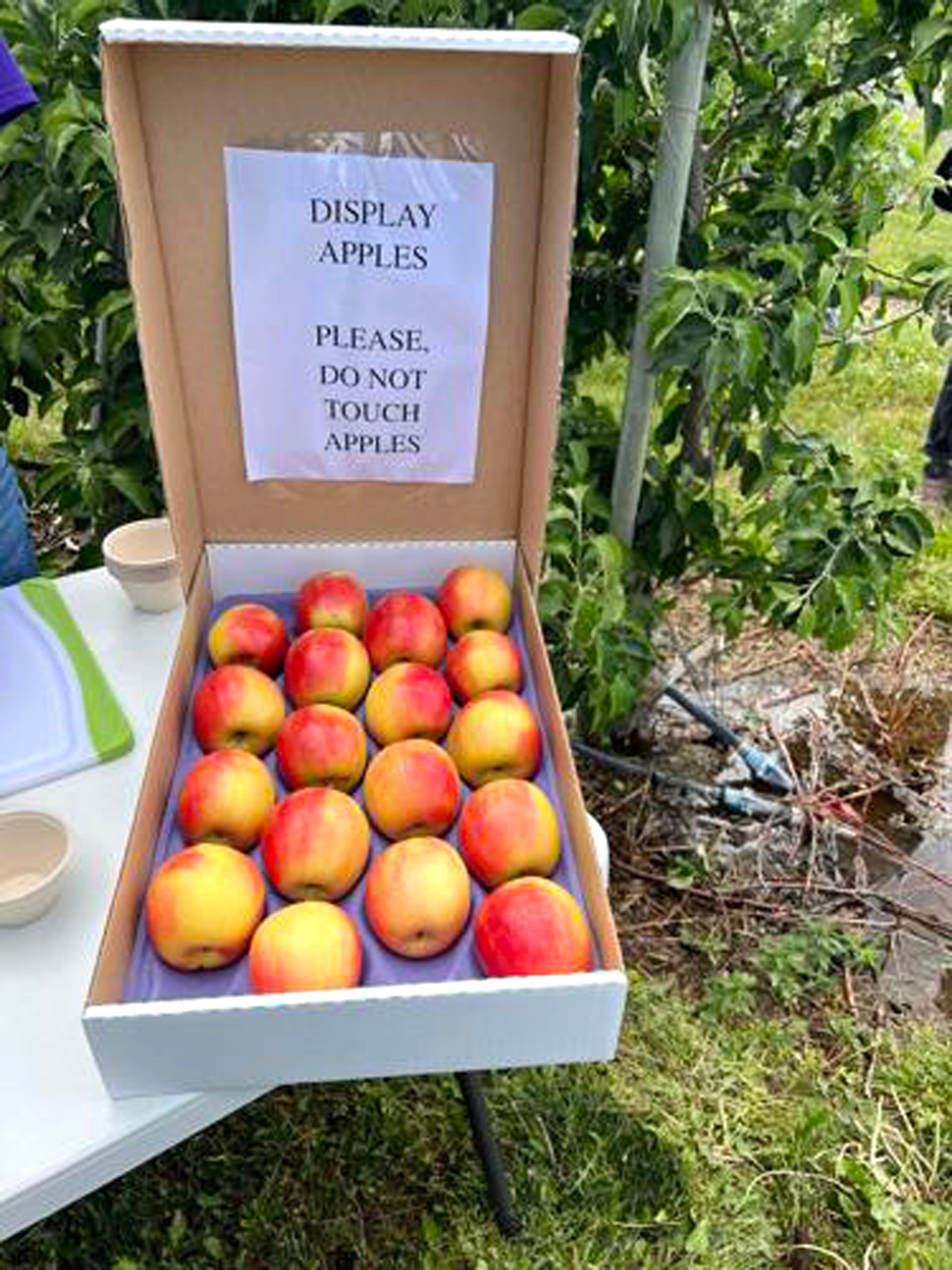 These WA 64 apples are on display for viewing on May 24. Guests had the opportunity to try the apple later in the day.