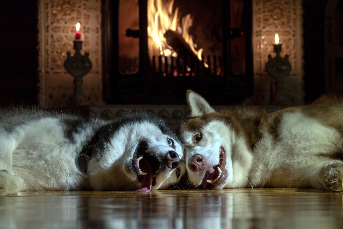 Keep that extinguisher on hand: Pets can start housefires, too