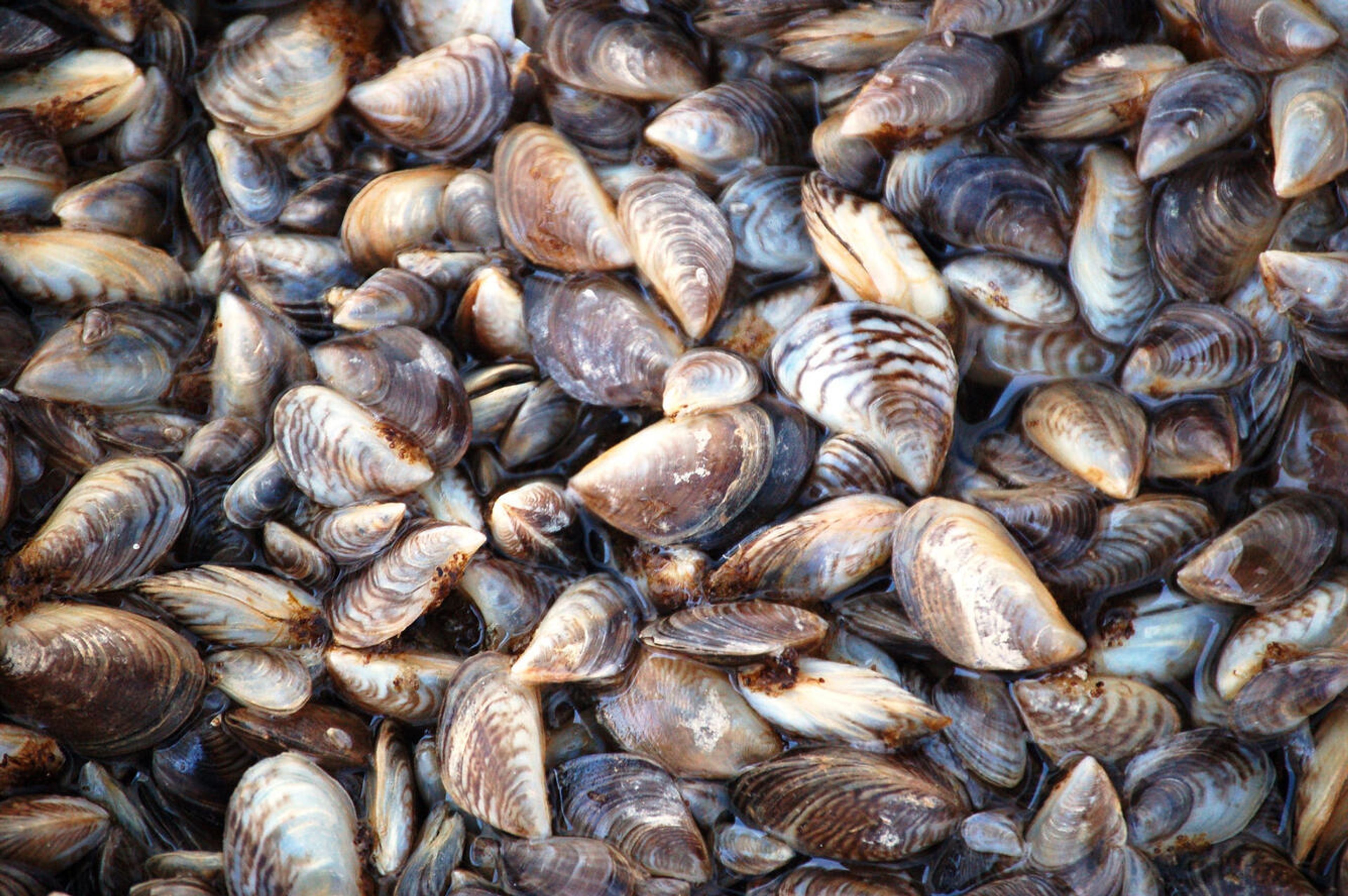 Quagga mussels are seen in this U.S. Fish and Wildlife photo from Lake Mead, in Nevada.