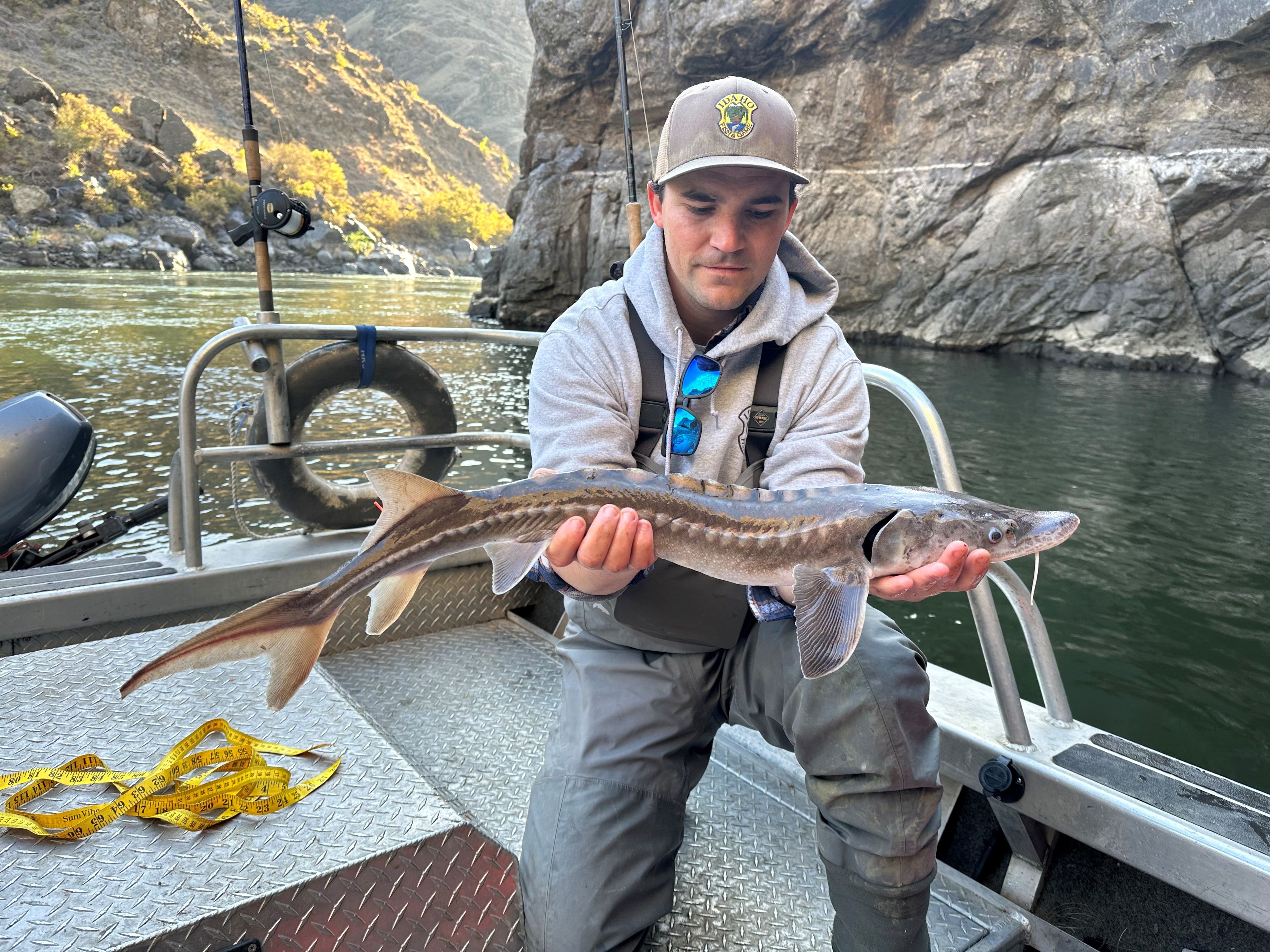 Sturgeon in Hells Canyon are on the decline