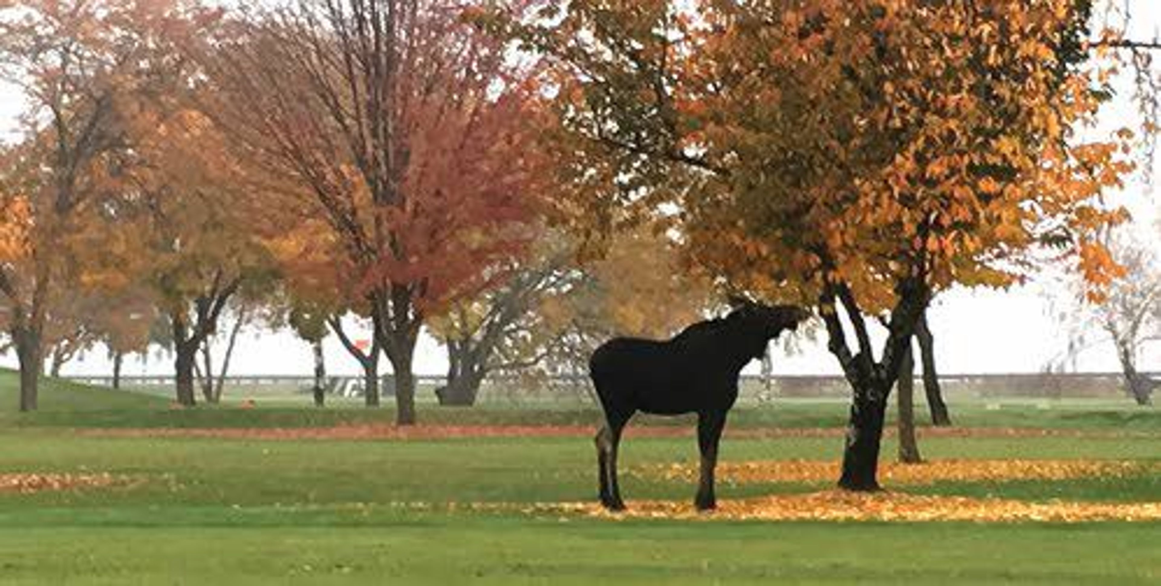 A cow moose munches on leaves on the driving range at Clarkston Country Club on Sunday morning.