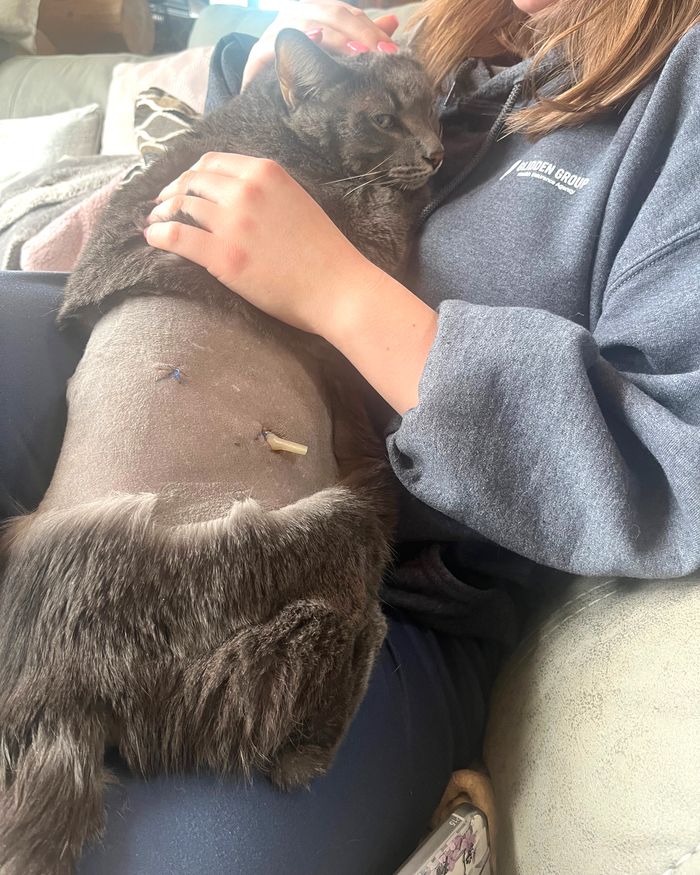 Moscow cat recovering after scrap with raccoon