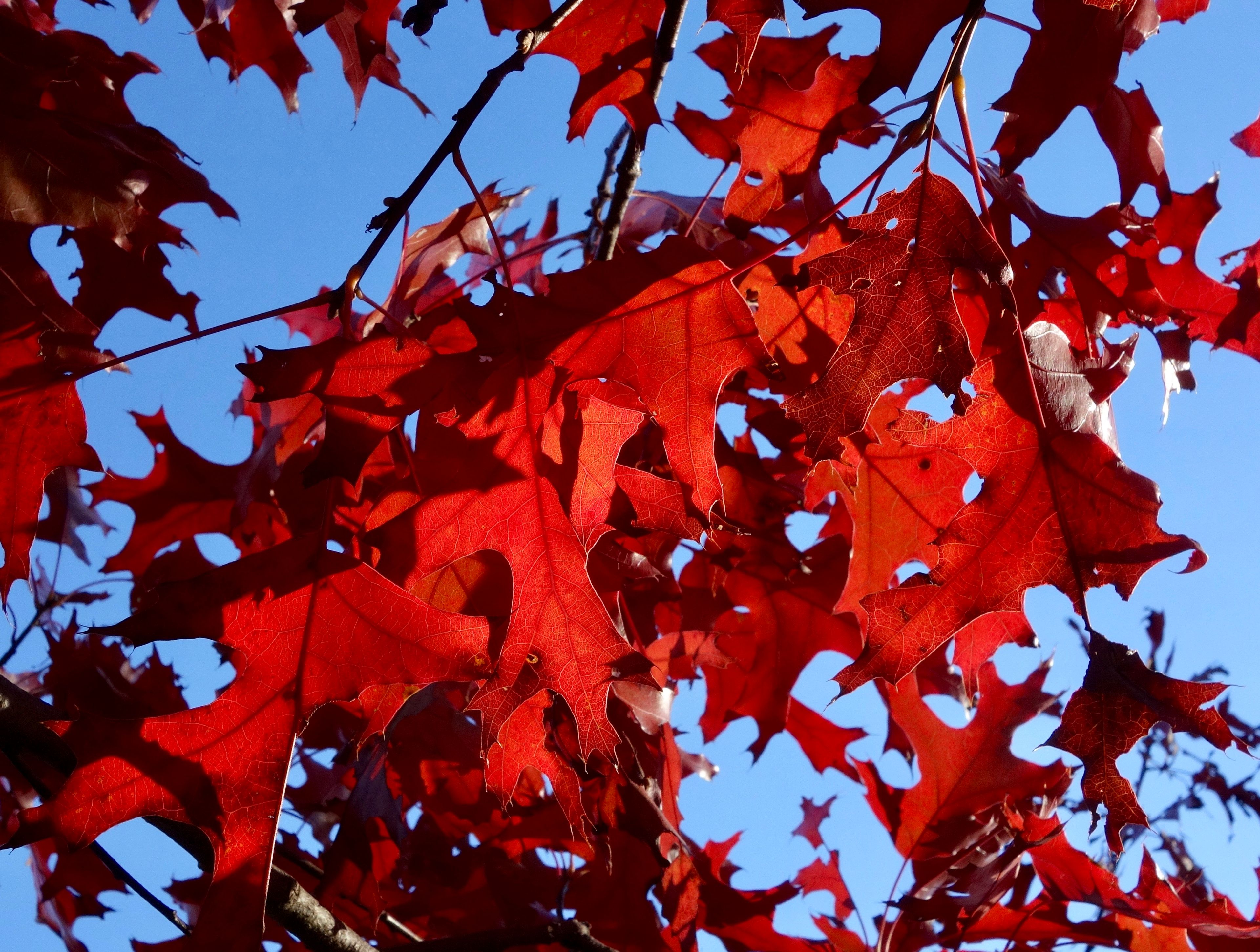 This 2016 image provided by Arnold Arboretum of Harvard University shows the red fall foliage of a scarlet oak tree (Quercus coccinea) in Boston. (Arnold Arboretum of Harvard University via AP)