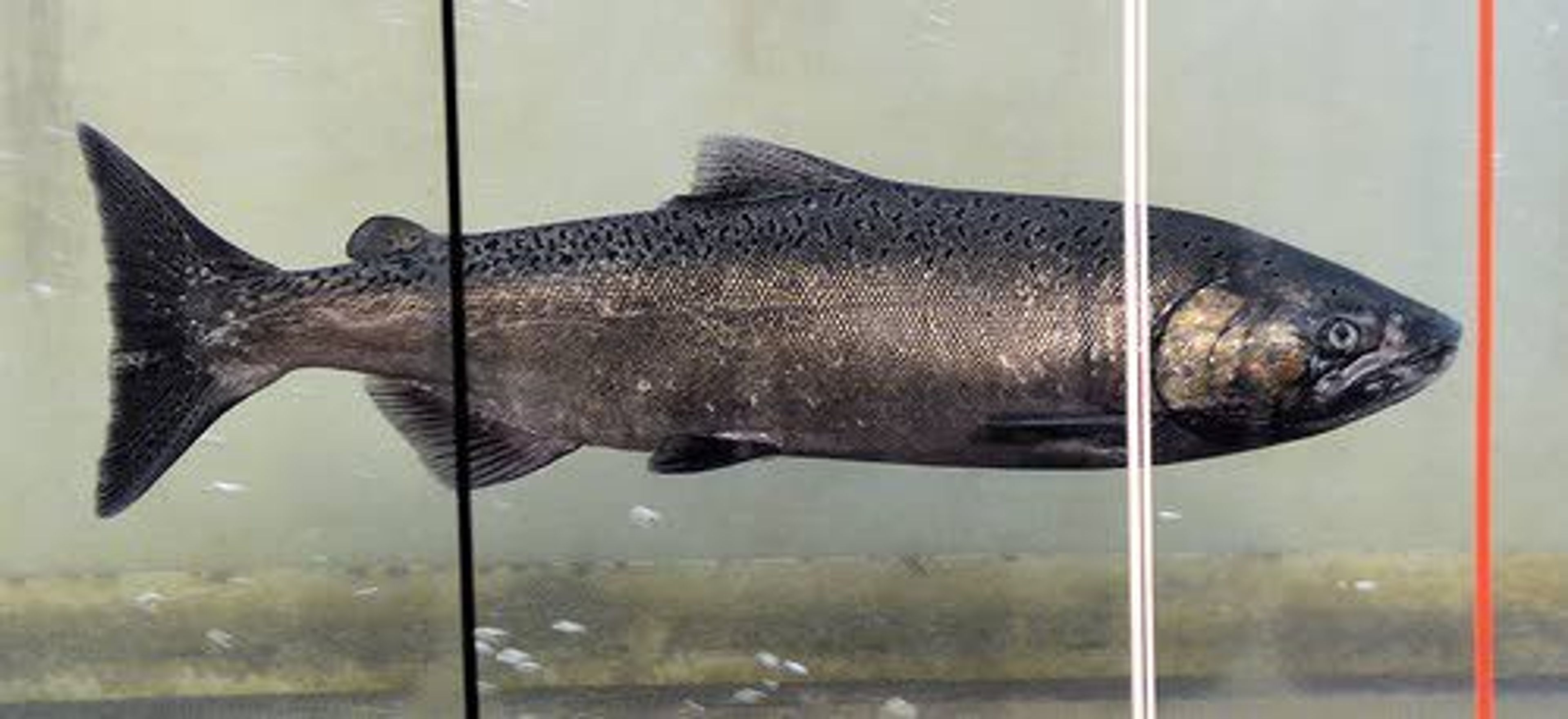 A wild chinook salmon makes its way past the counting station window at Lower Granite Dam headed up the fish ladder.