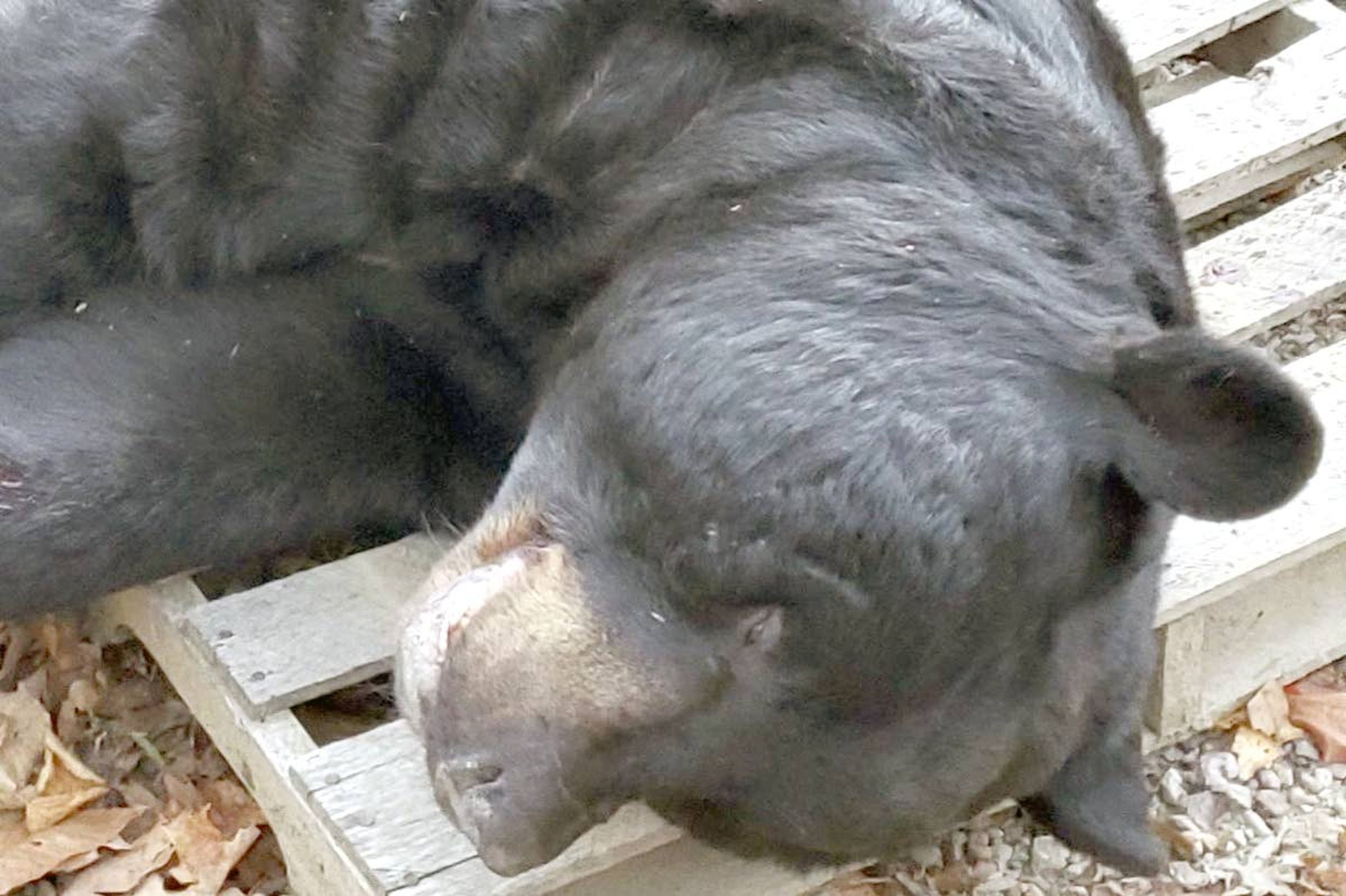 At 700 pounds, black bear killed in New Jersey sets world record