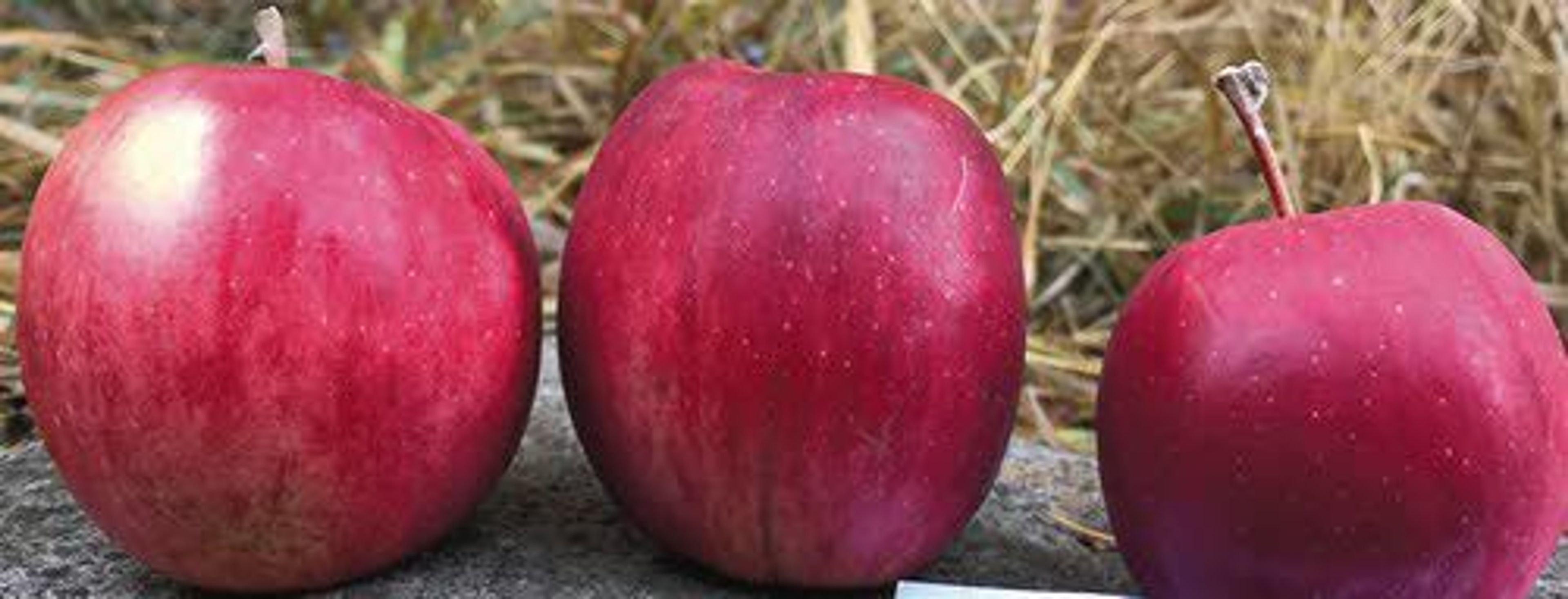 Courtesy photoThese ripe red apples are thought to be of the Shackleford variety, a large, deep-red apple known to keep well in storage.