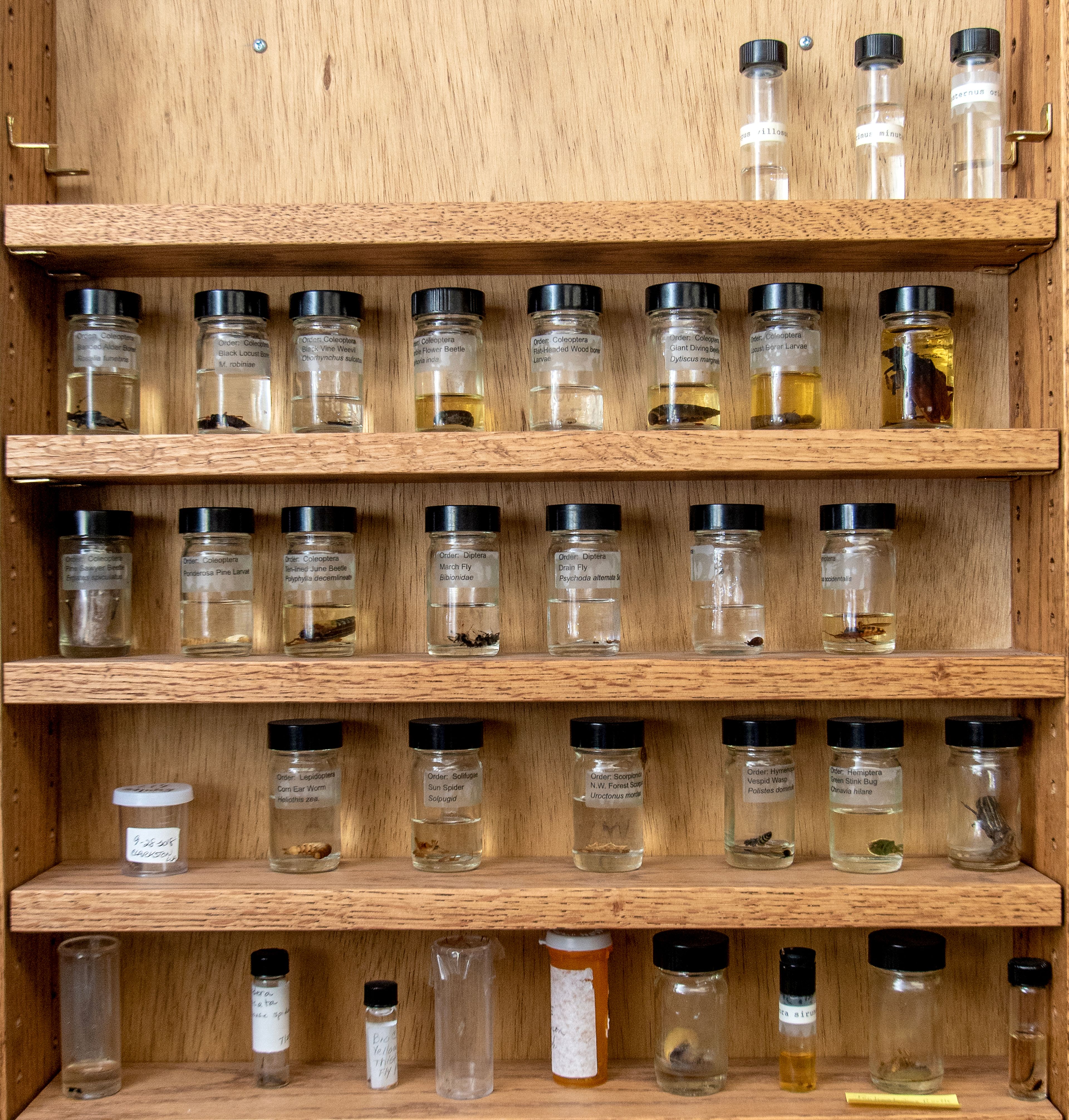 Insect samples sit on a shelf in the office of the Asotin County Master Gardeners in the basement of the Asotin County Courthouse.