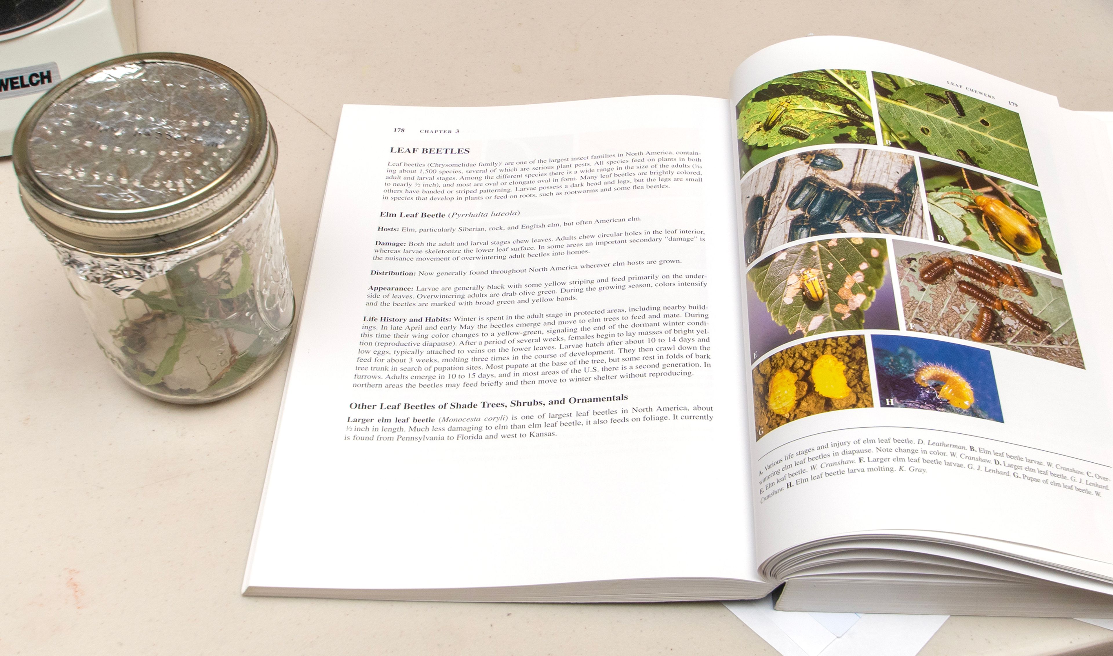 An unidentified insect caught by a resident, placed into a Mason jar and brought to the Asotin County Master Gardeners for identification sits next to an isect identification guide.