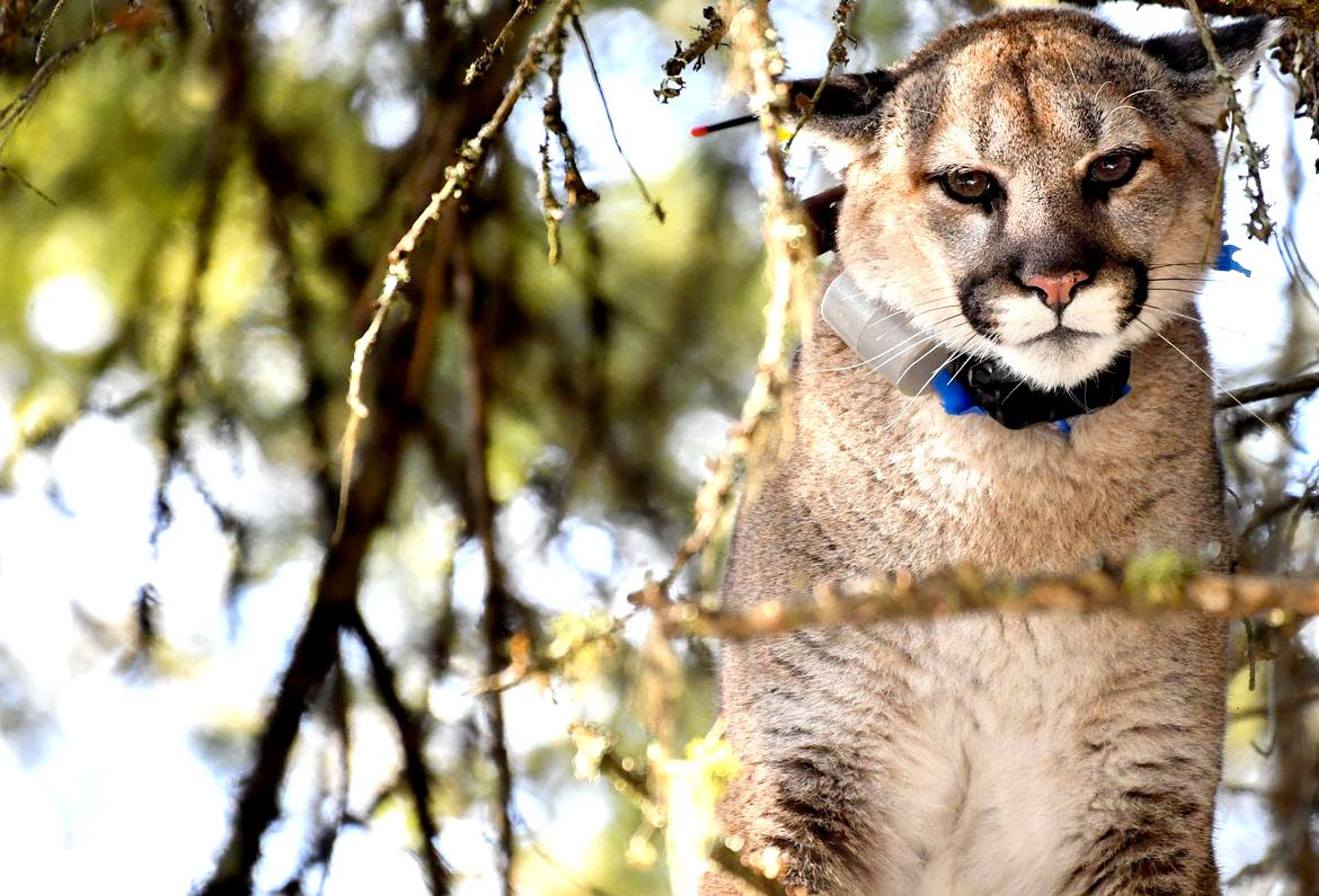 A GPS-collared cougar looks down from its perch at the hounds that treed it on Feb. 25, 2020, near Colville, Wash.