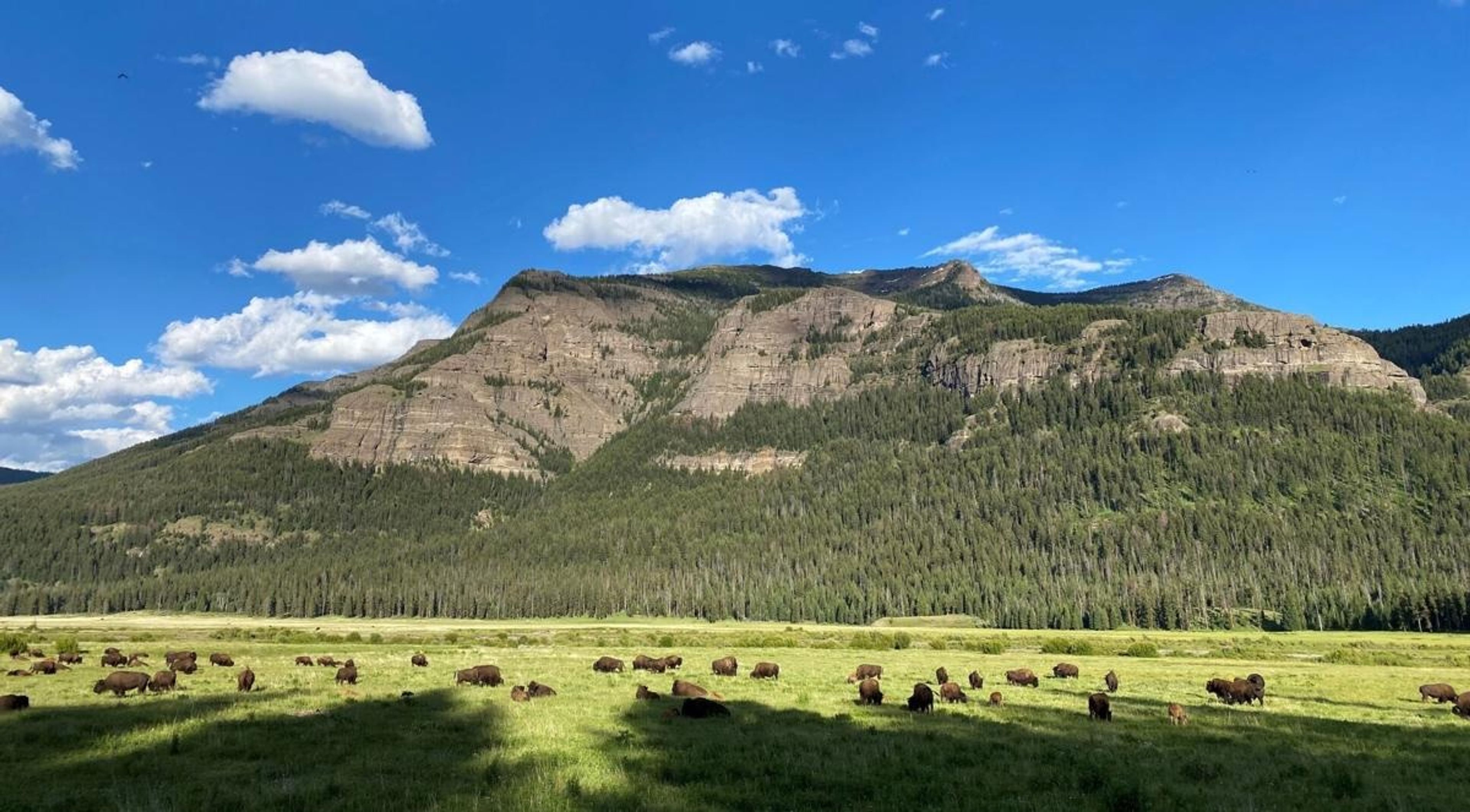 Bison graze and lounge along Soda Butte Creek in the northeastern corner of Yellowstone National Park on July 5. The park's bison herd was estimated at 4,550 head before calving this spring.