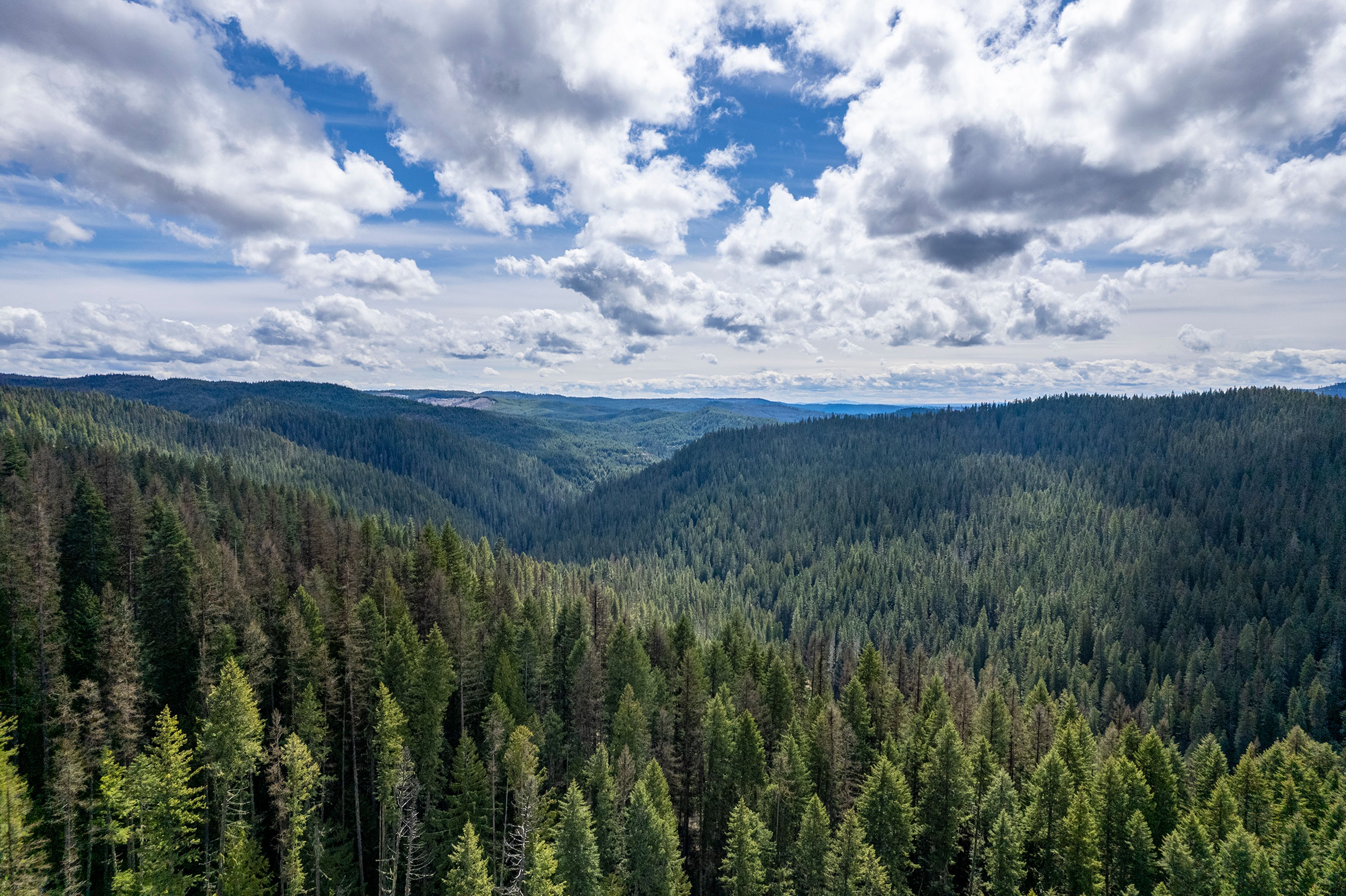 This image captured with a drone shows the Nez Perce-Clearwater Forest surrounding the Elk Creek Falls earlier this spring. Elk Creek Falls is comprised of three separate waterfalls totaling more than 140 feet and is located 50 miles east of Moscow near the town of Elk River.