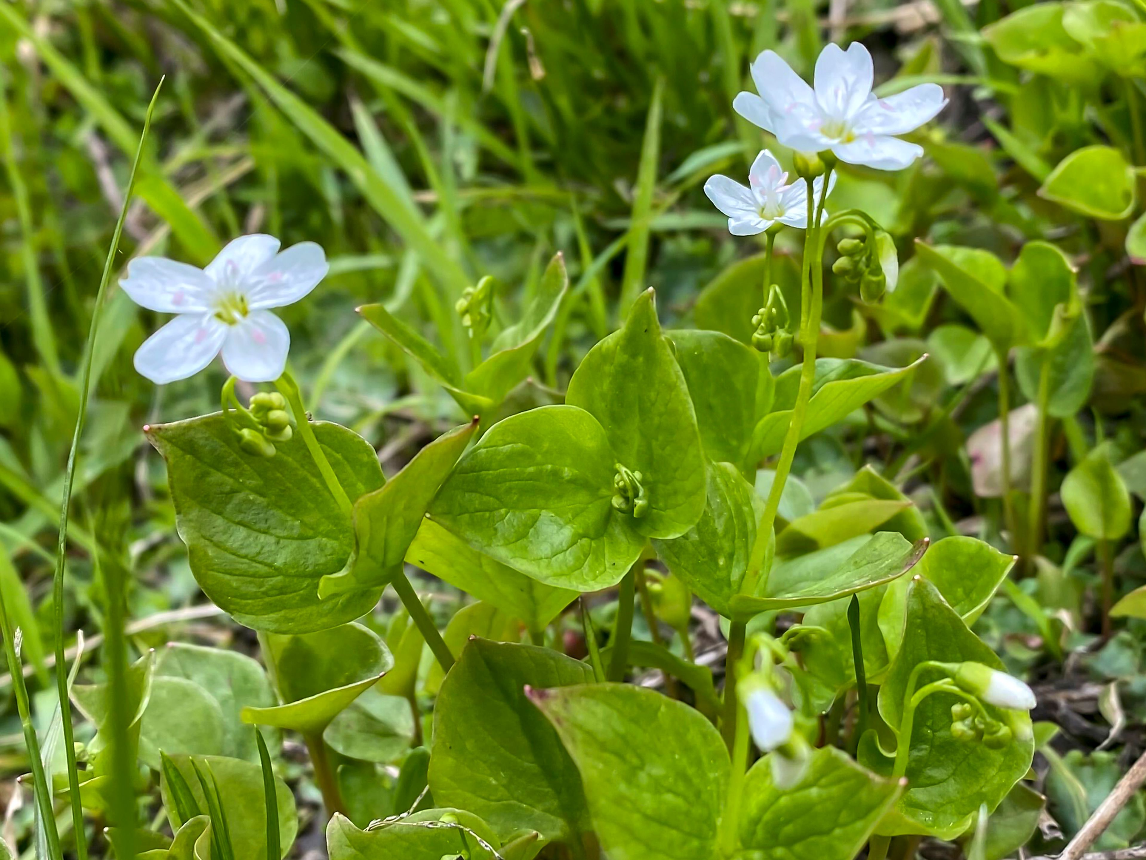 Spring Beauty.