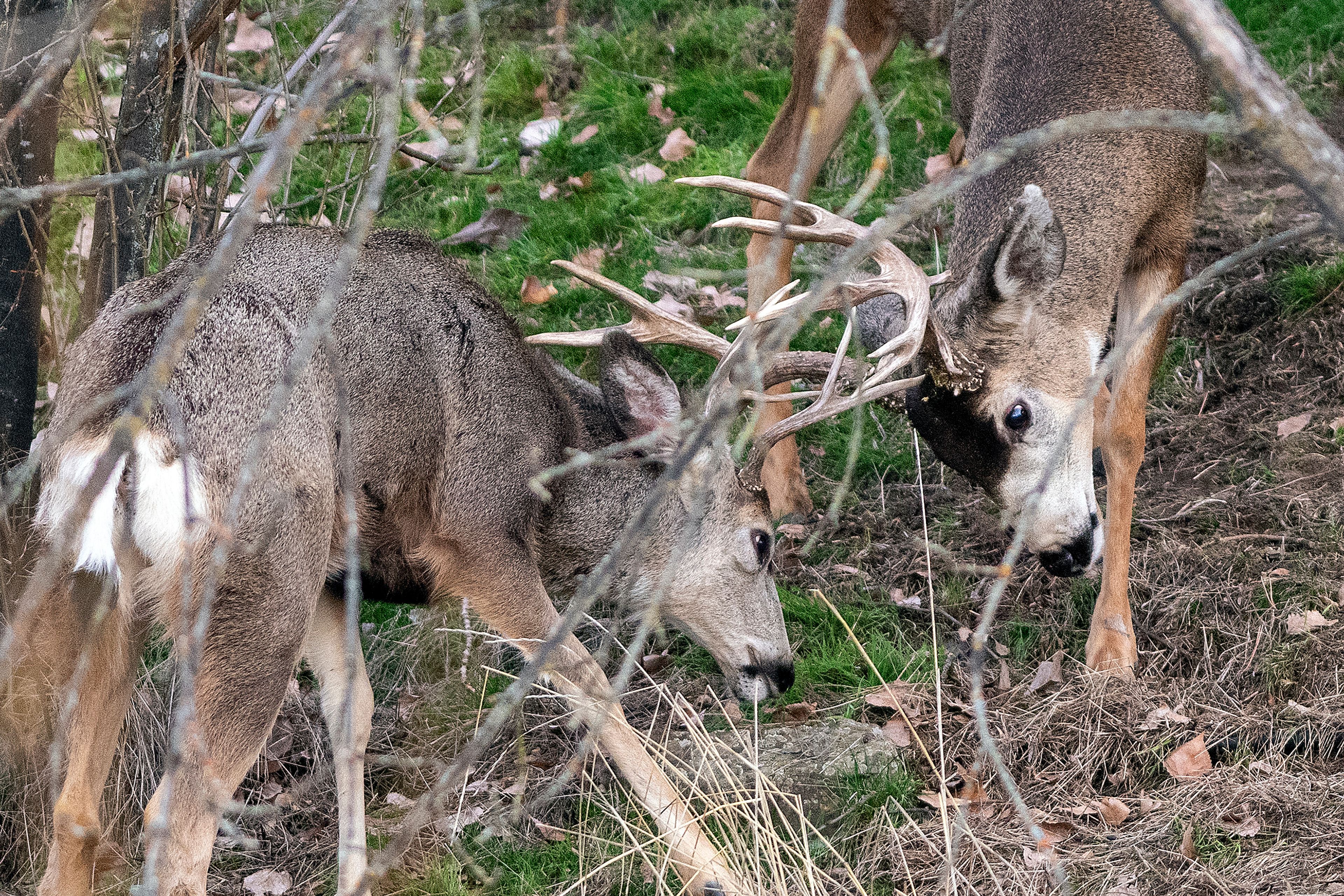 A pair of mule deer bucks spar to determine mating supremacy. In the wake of the Washington wildlife commission’s recent vote to cancel spring bear hunting, some of the state’s hunters are anxious about looming decisions on deer and elk seasons.