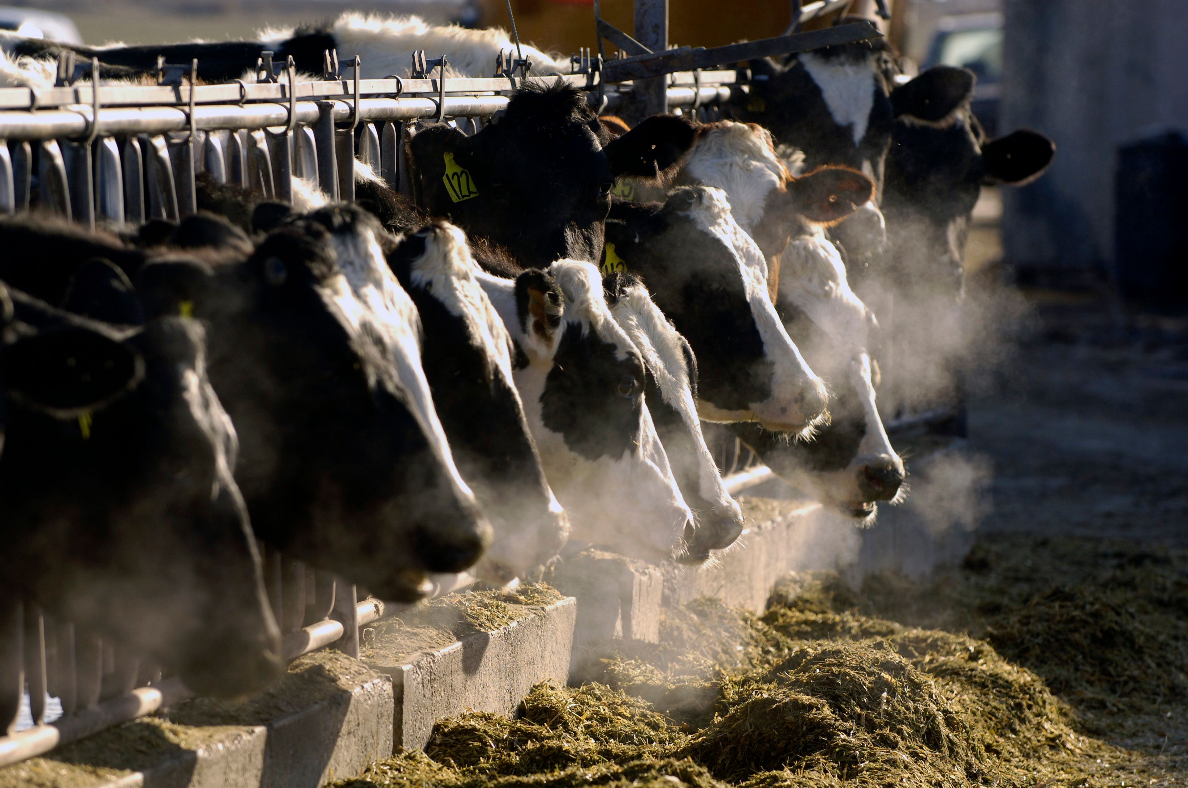 In this 2009 file photo, a line of Holstein dairy cows feed through a fence at a farm outside Jerome, Idaho. Idaho's agriculture exports have been setting records in recent years, and dairy products are leading the way.