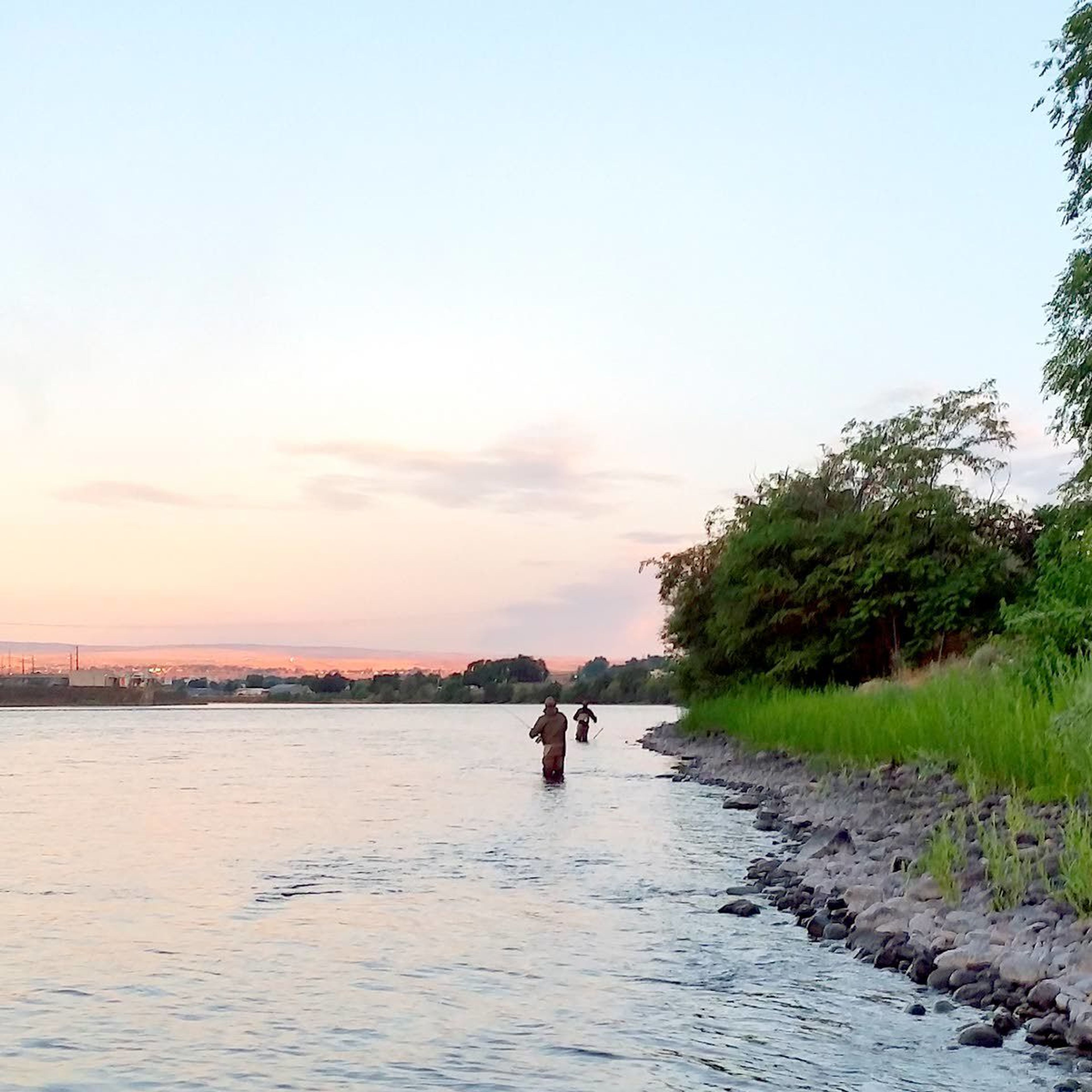 Two-ocean steelhead doing well