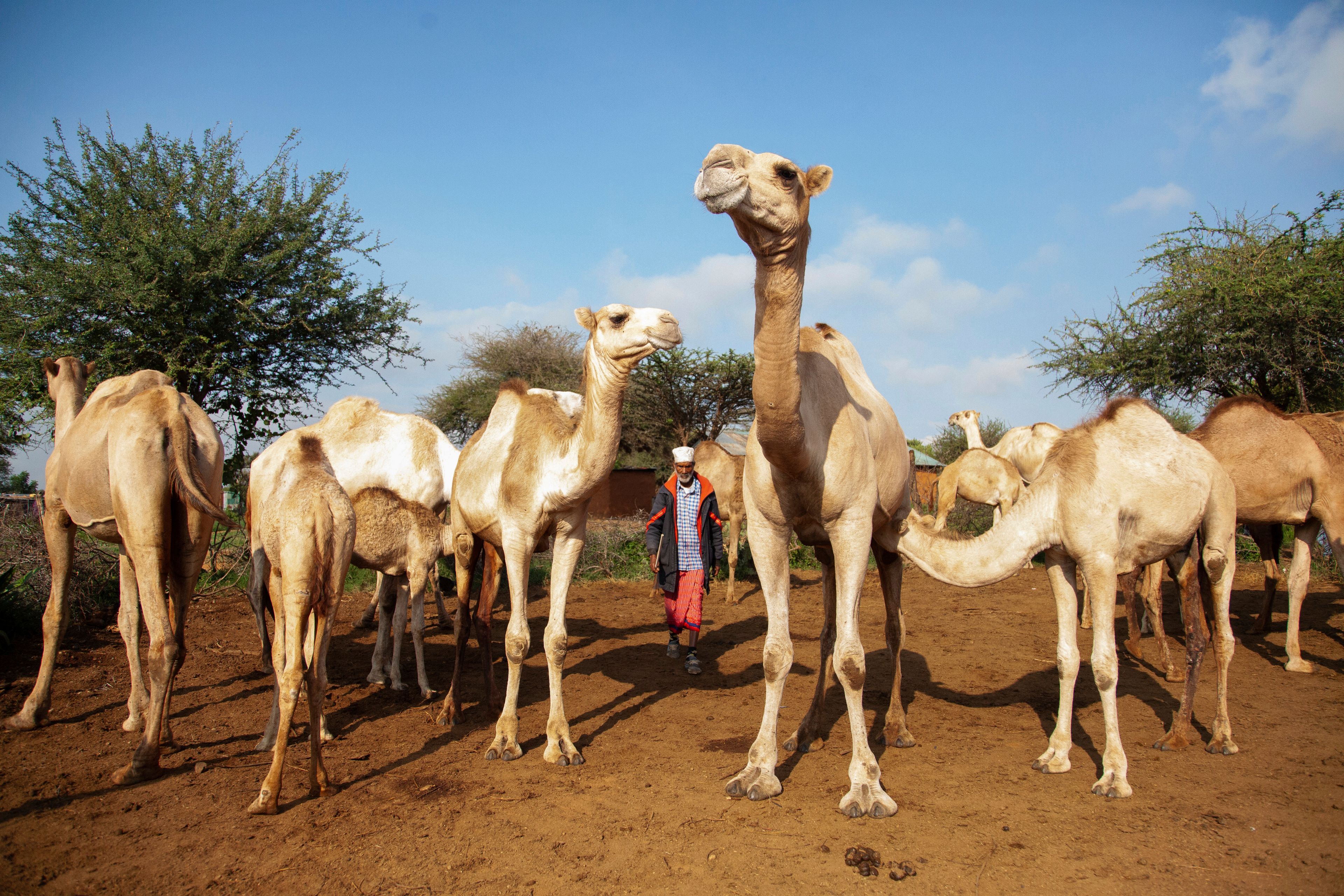 Abdullahi Mohamud, a herder, looks after his camels near a water point in Lekiji Village, Laikipia County, Kenya, on Friday, July 26, 2024. A recent yearslong drought in Kenya killed millions of livestock and has forced Kenya's Maasai and other herders to look beyond cattle.