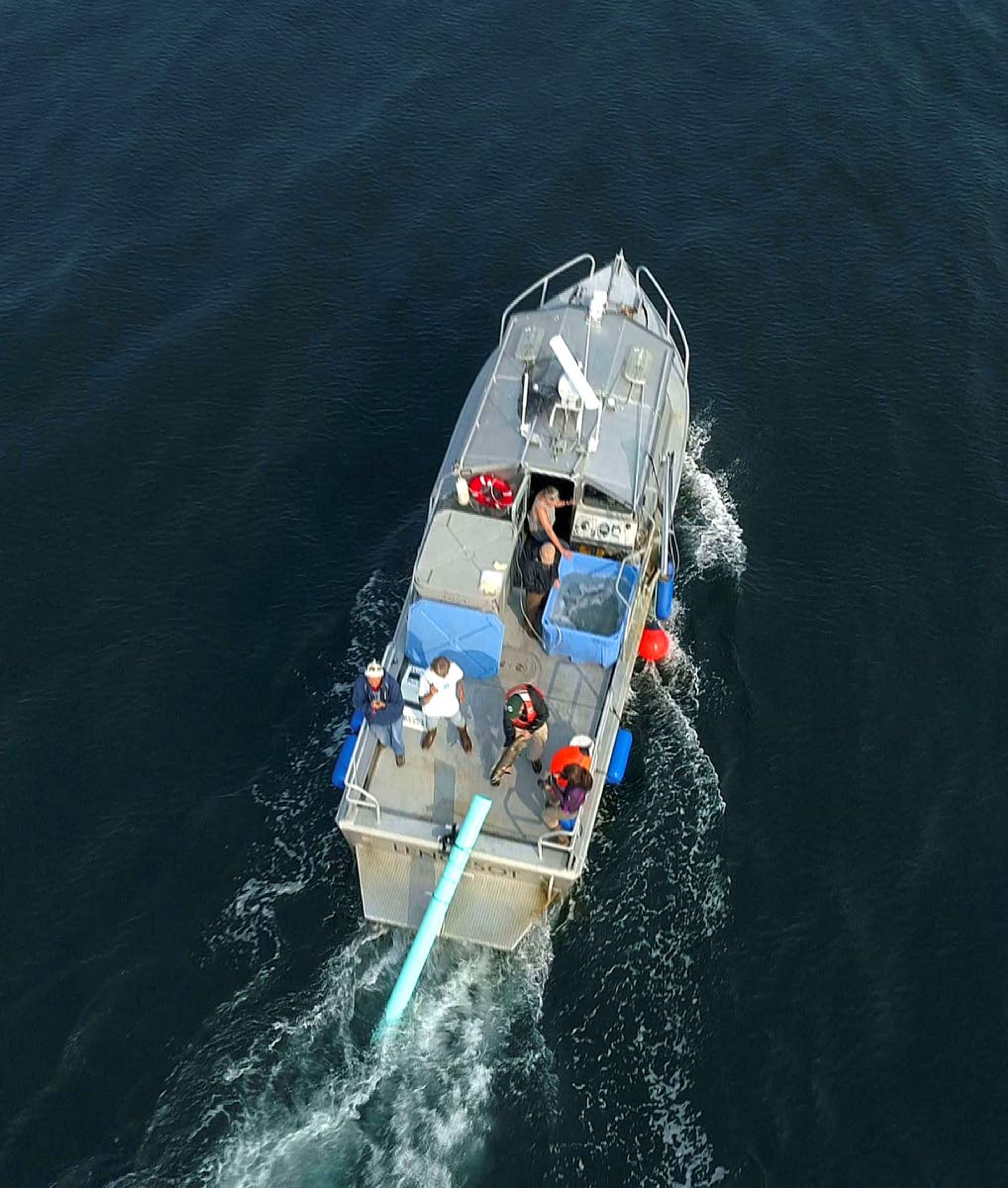 A Lummi Nation law enforcement boat releases live salmon through a tube ahead of J50 on Aug. 12, 2018. The tribe was attempting to feed the whale but it later died.