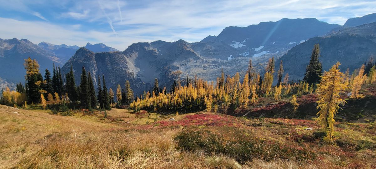 Golden larch glow: season in Washington draws big crowds