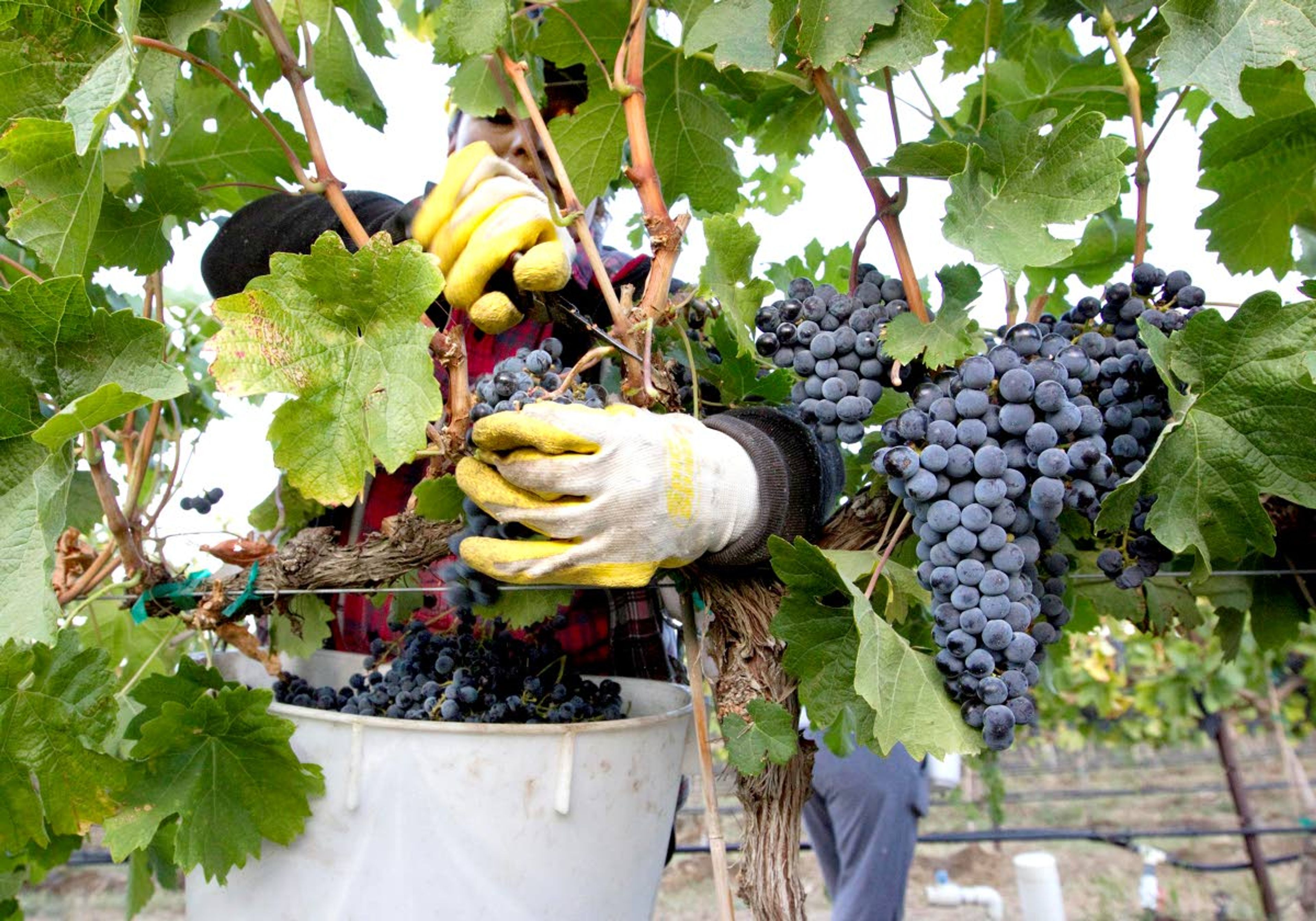 In this photo taken Sept. 16, 2014, Yolanda Gil harvests Merlot wine grapes at the Dineen Vineyards in Zillah, Wash. A report due to be released soon by the U.S. Department of Agriculture will reveal that Washington’s wine industry is a $5 billion-a-year industry.