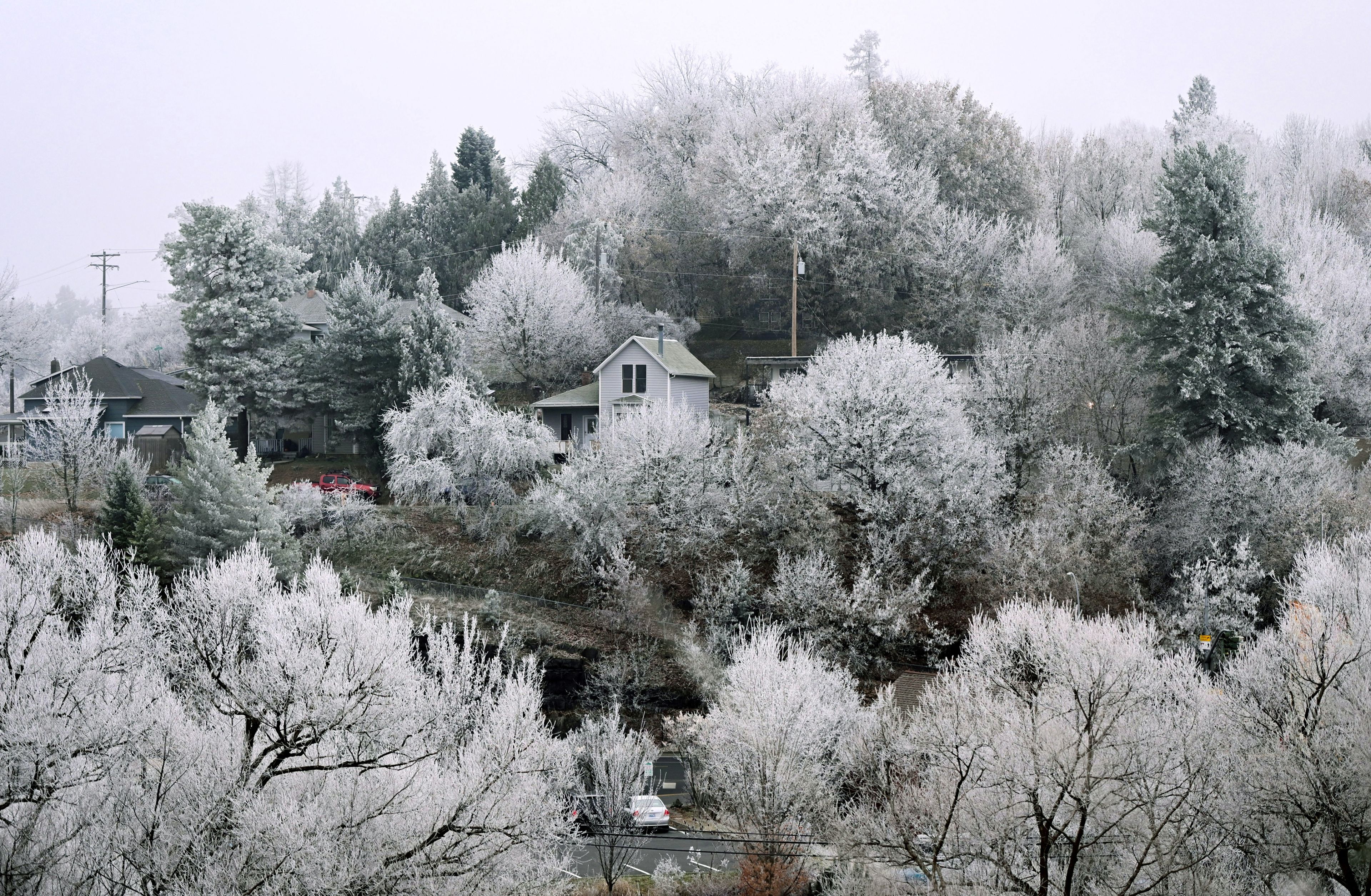 In this file photo from November 2023, frost covers the trees in Pullman after a night of fog and freezing temperatures. Similar conditions are expected to arrive this week.