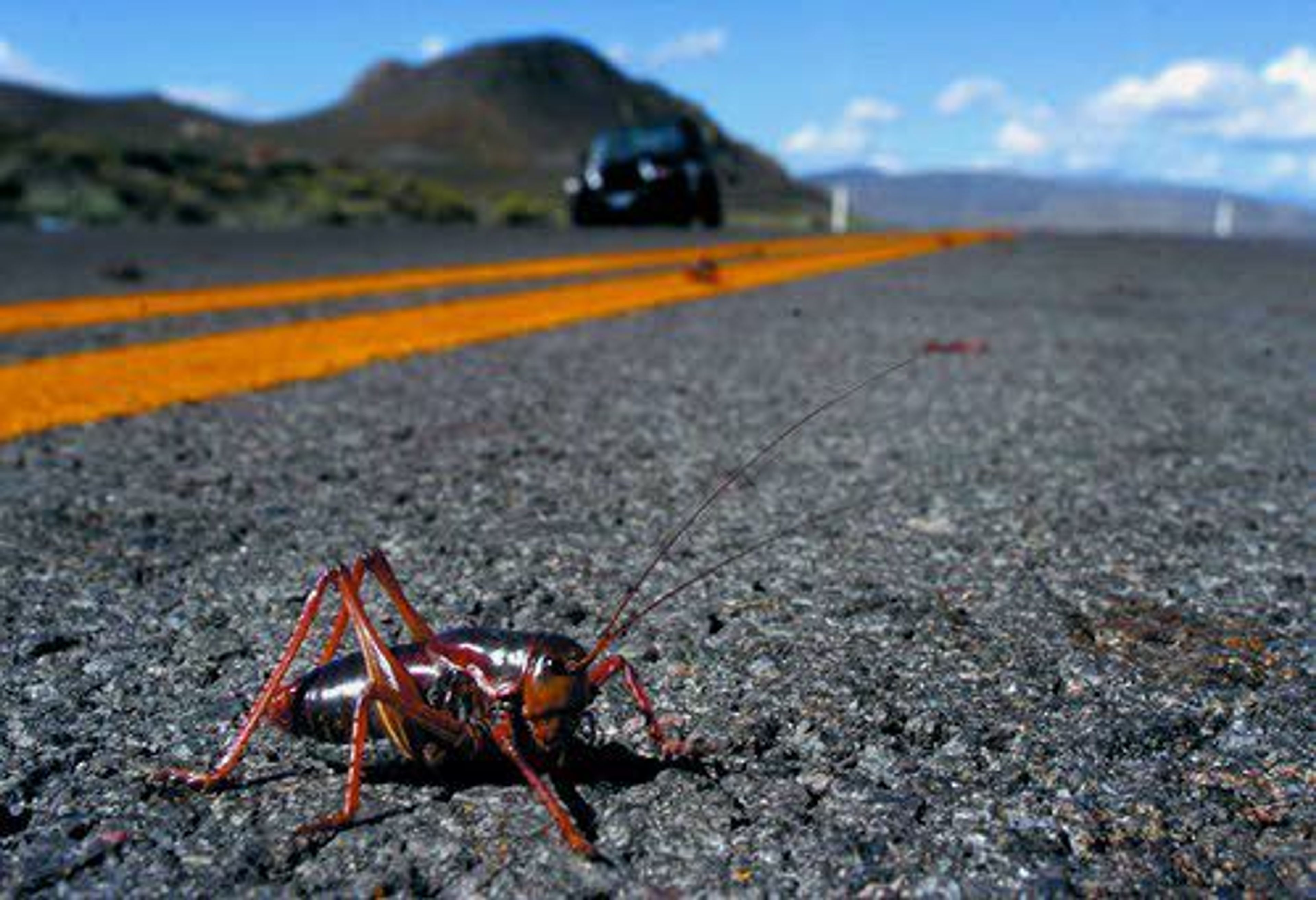 A Mormon cricket crosses Pyramid Highway in 2004, north of Sparks, Nev. The 2017 swarms are affecting Idaho, Oregon and other Western states.