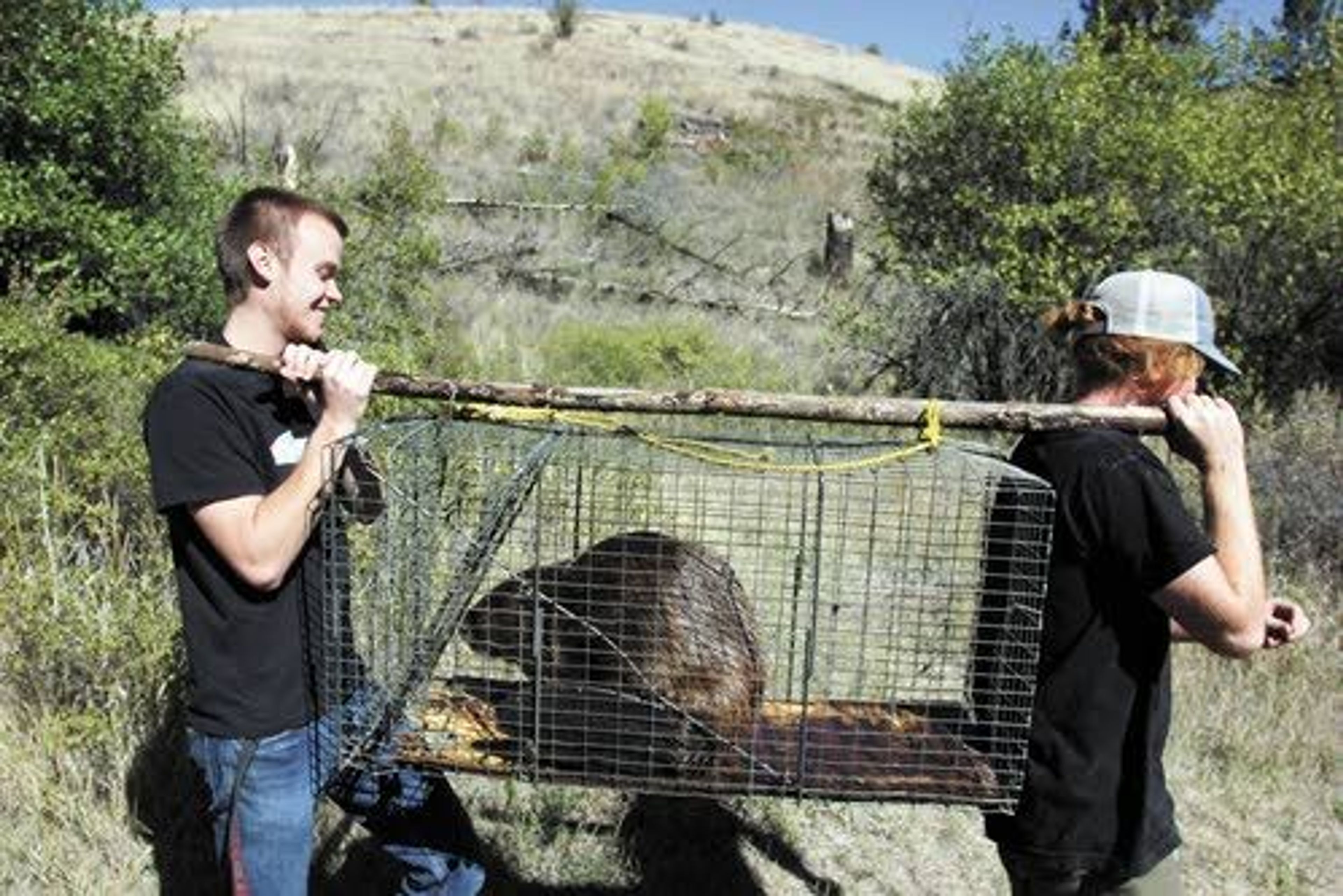 Streams in need need beavers indeed