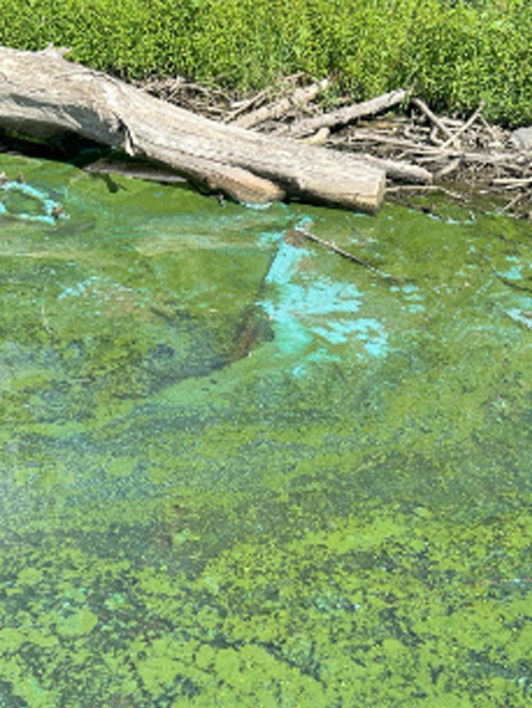 Warning issued for algal bloom in Snake River