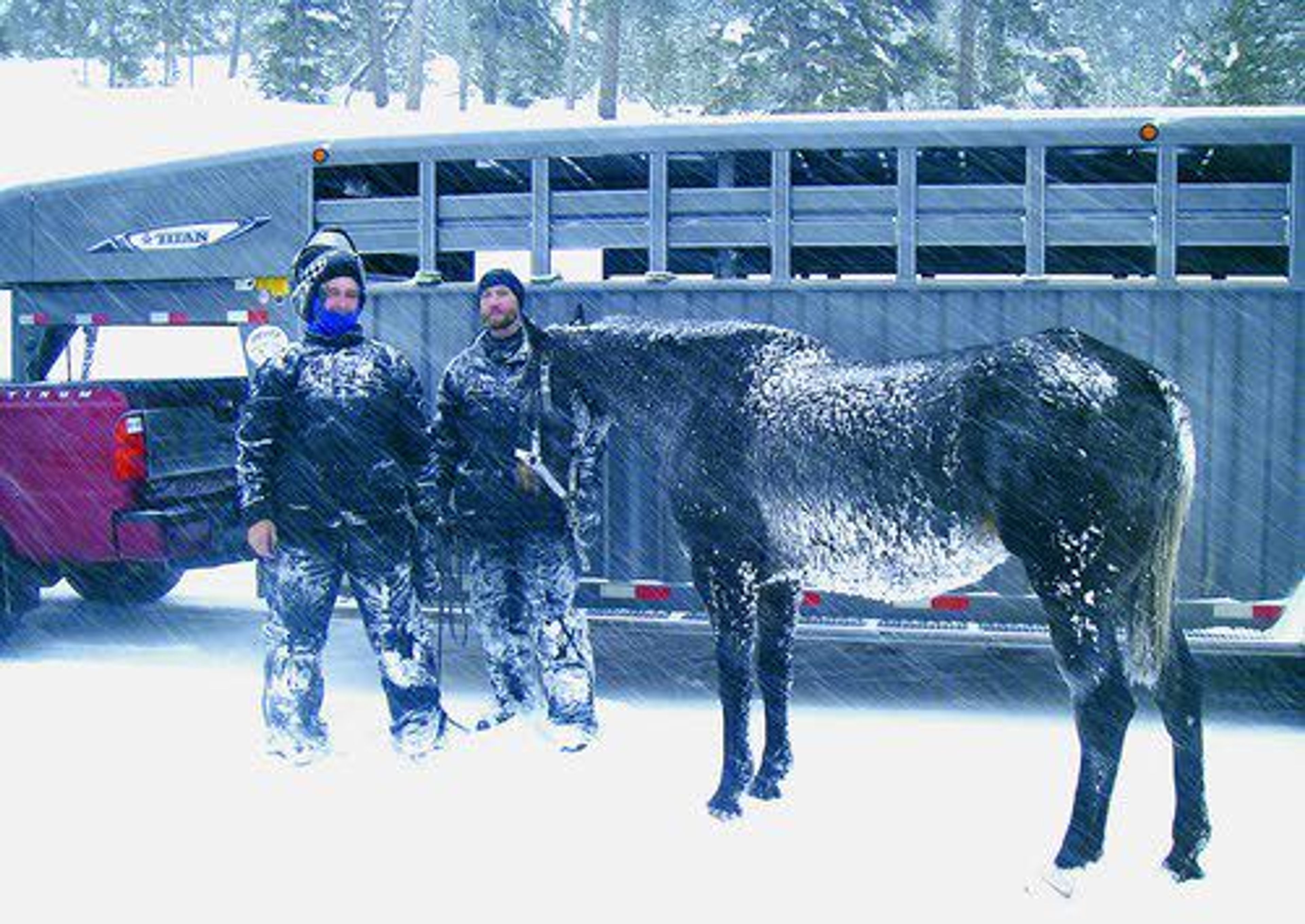 Horse survives six weeks in Wyoming wilderness