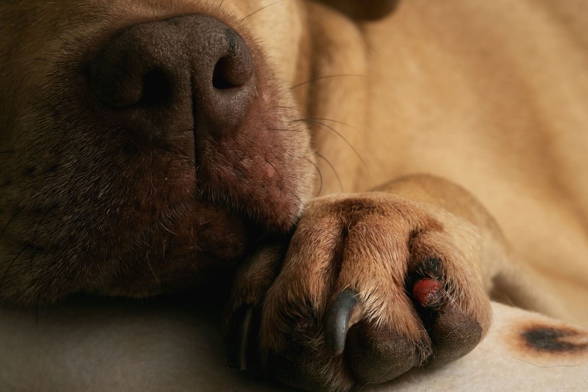 A dog's injured and bleeding toenails should be treated quickly