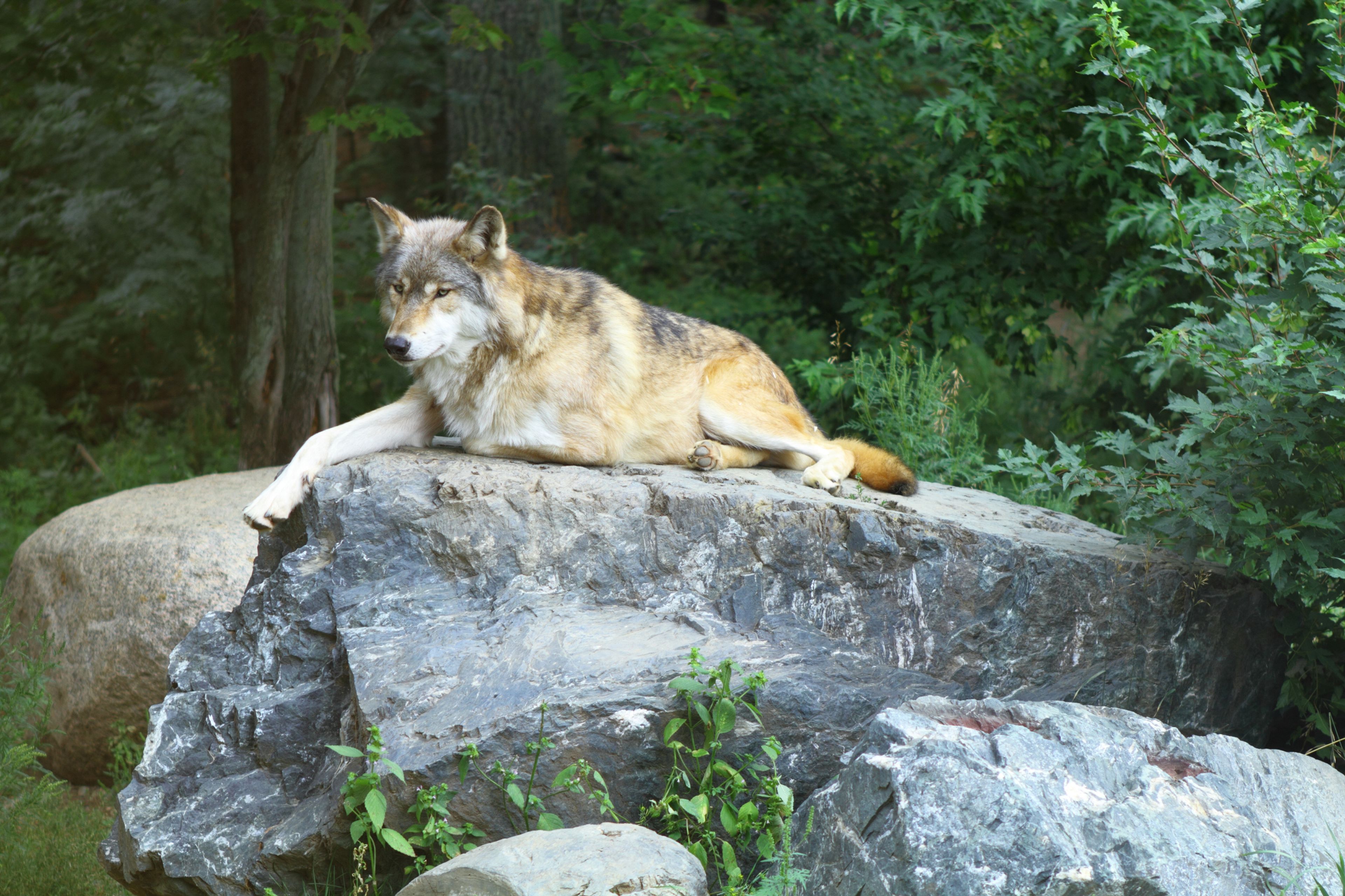 Wolf resting on the stone in Northern Minnesota.