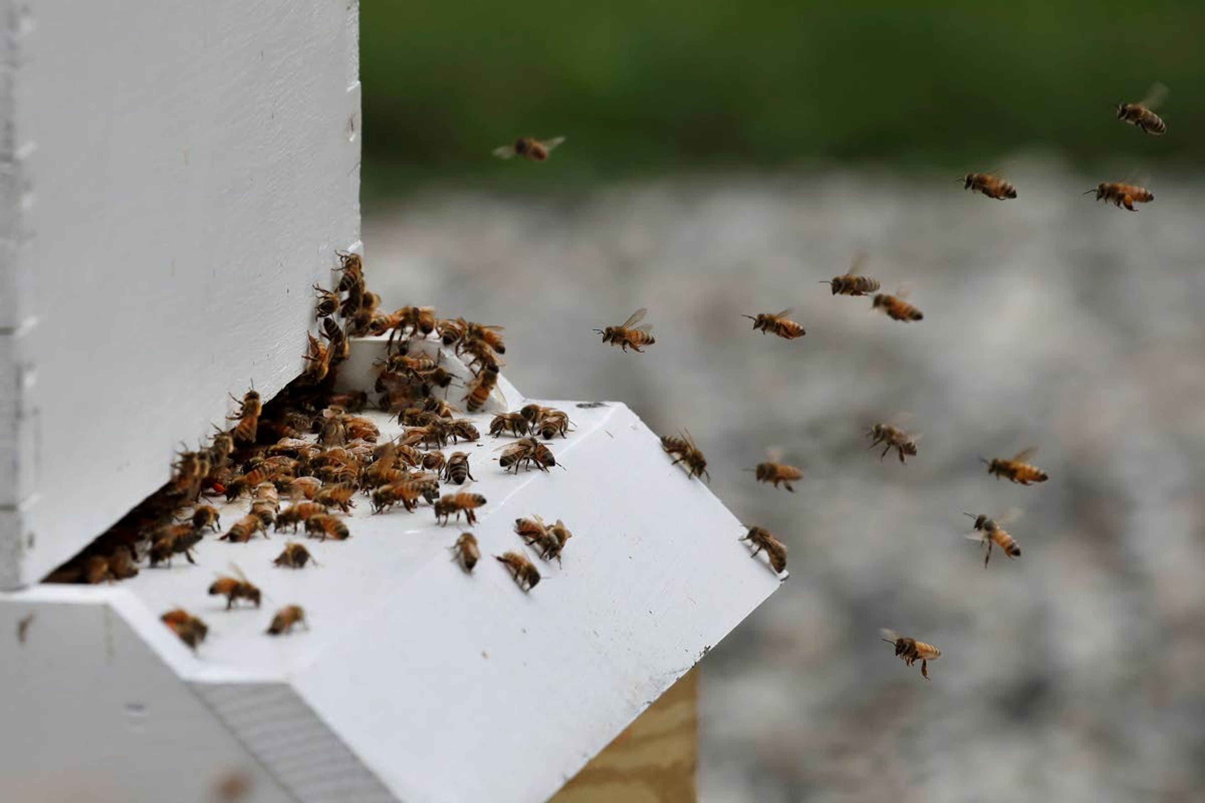 In this Aug. 7, 2019 photo, bees return to a hive at the Veterans Affairs in Manchester, N.H. Veterans Affairs has begun offering beekeeping at a few facilities including in New Hampshire and Michigan, and researchers are starting to study whether the practice has therapeutic benefits. Veterans in programs like the one at the Manchester VA Medical Center insist that beekeeping helps them focus, relax and become more productive. (AP Photo/Elise Amendola)