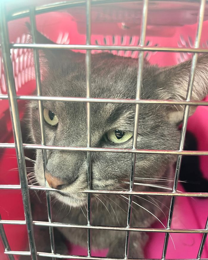 Moscow cat recovering after scrap with raccoon