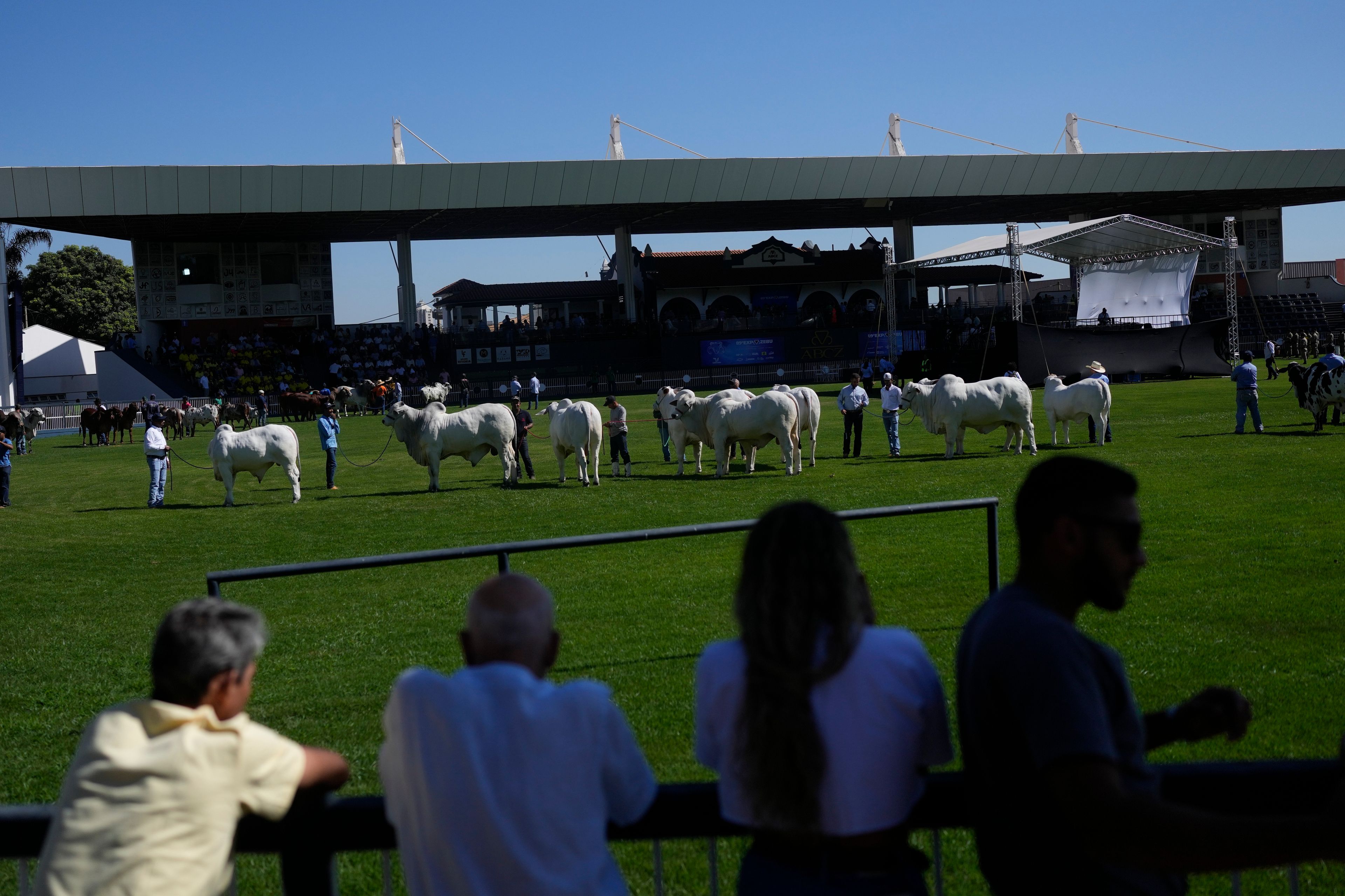 People watch the presentation of Zebu cows during the ExpoZebu fair in Uberaba, Minas Gerais state, Saturday, April 27, 2024. Uberaba holds an annual gathering called ExpoZebu that bills itself as the world’s biggest Zebu fair.