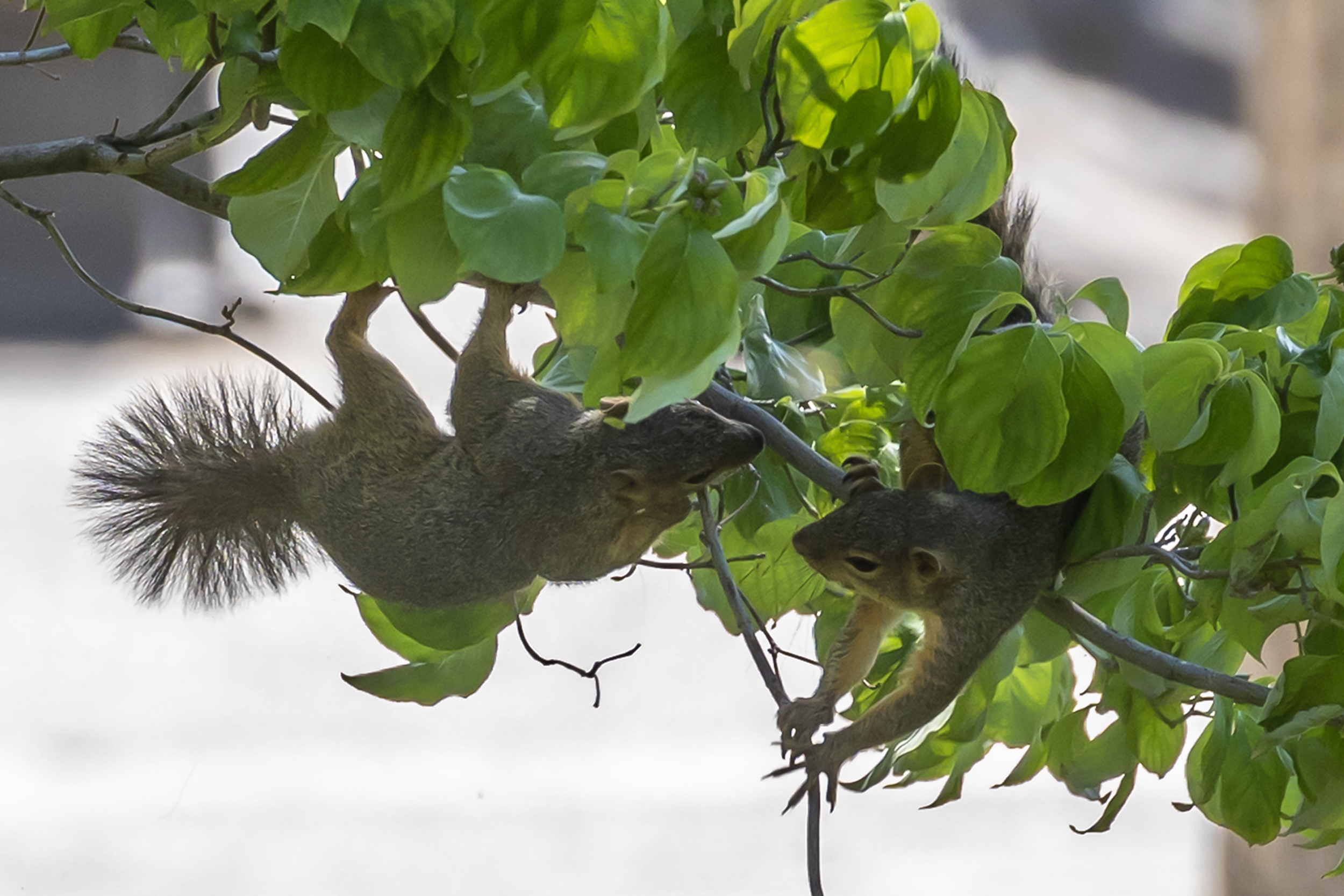 This branch isn’t big enough for the two of us ...
