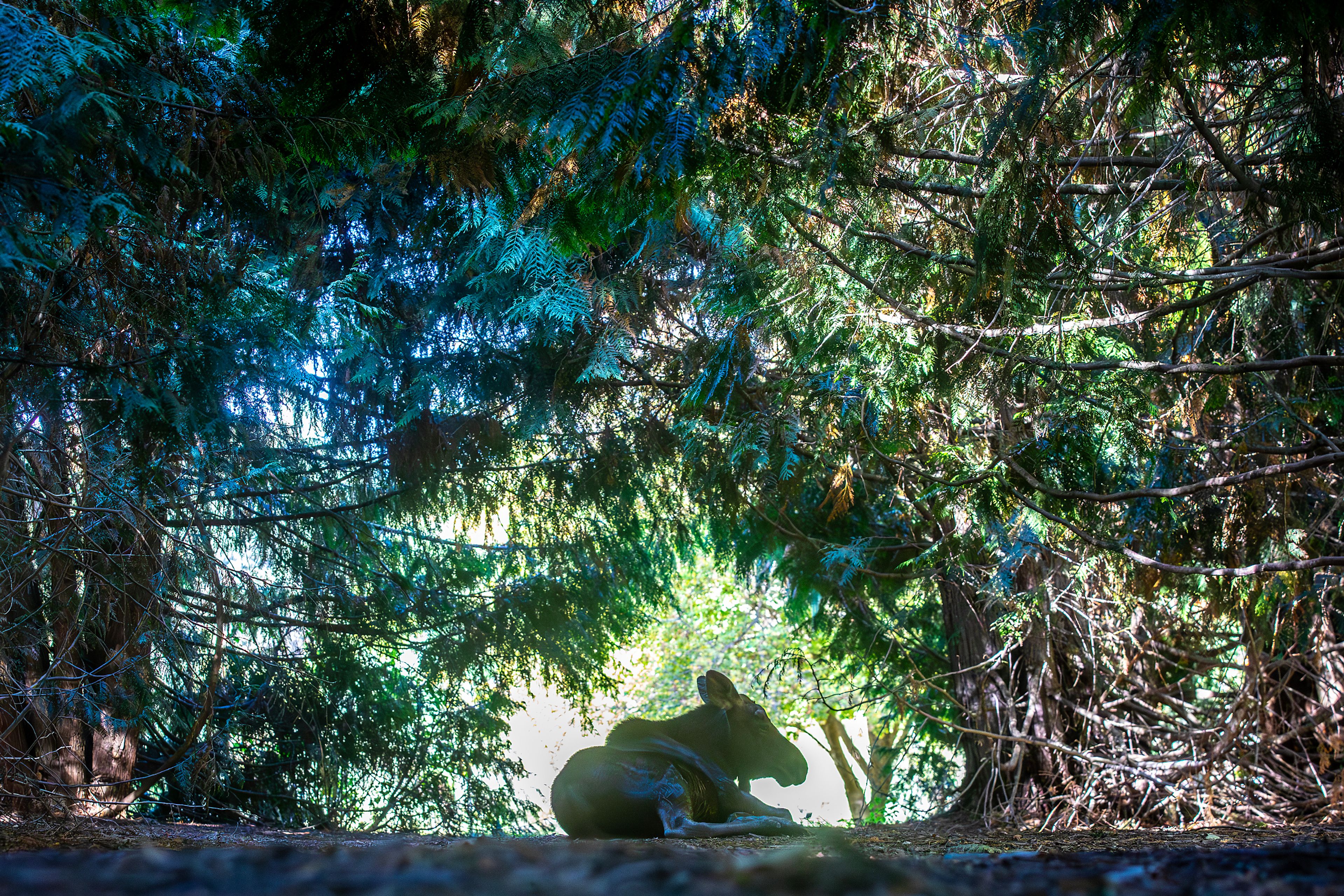 A moose is seen hidden away behind the branches of a tree at the Arboretum & Botanical Garden Tuesday in Moscow.,