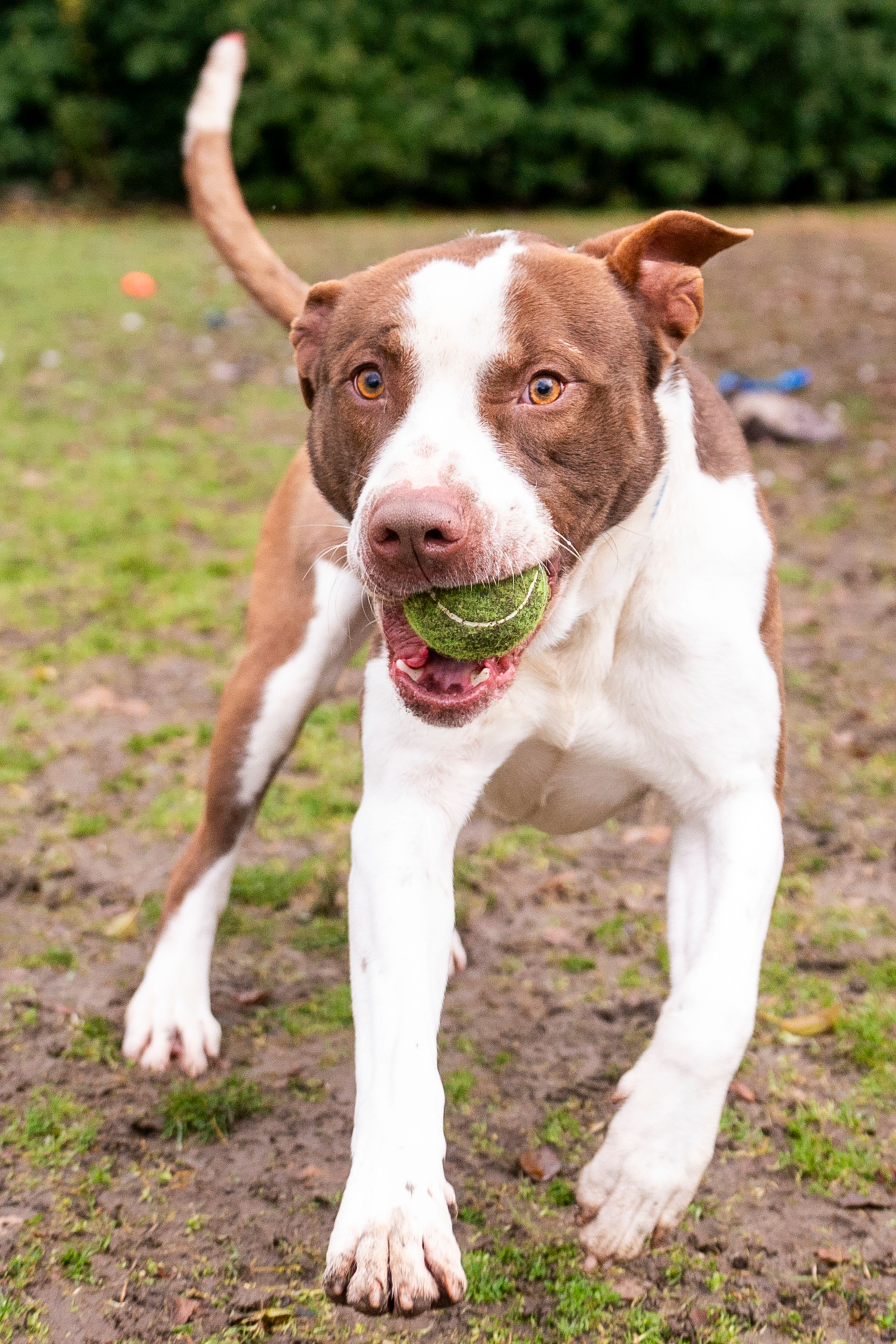 Chevy the dog retrieves a tennis ball on Friday at Lewis Clark Animal Shelter in Lewiston.