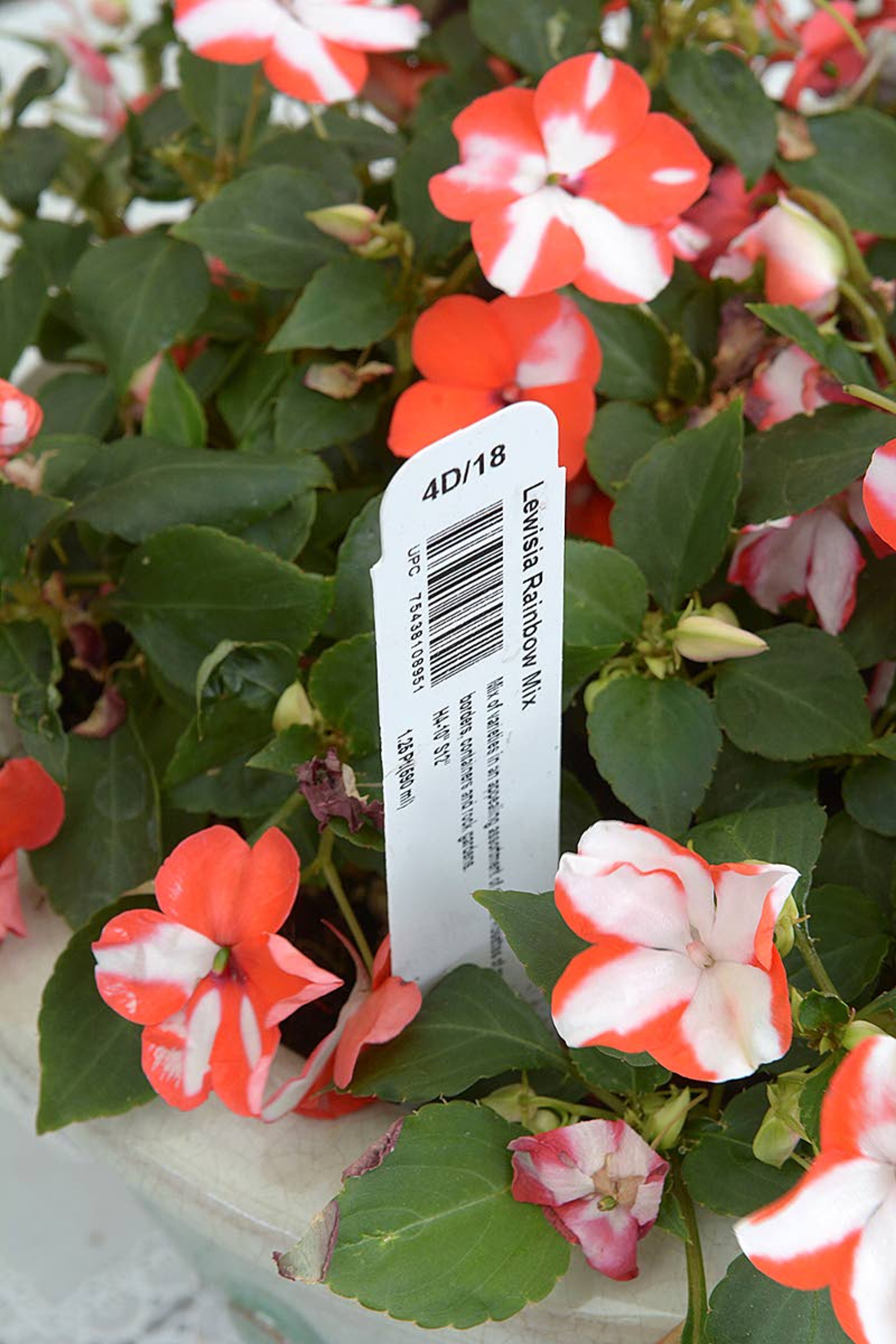 Gayle Thompson leaves the tags in the pots and beds so she can remember the names of the various flowers she plants.