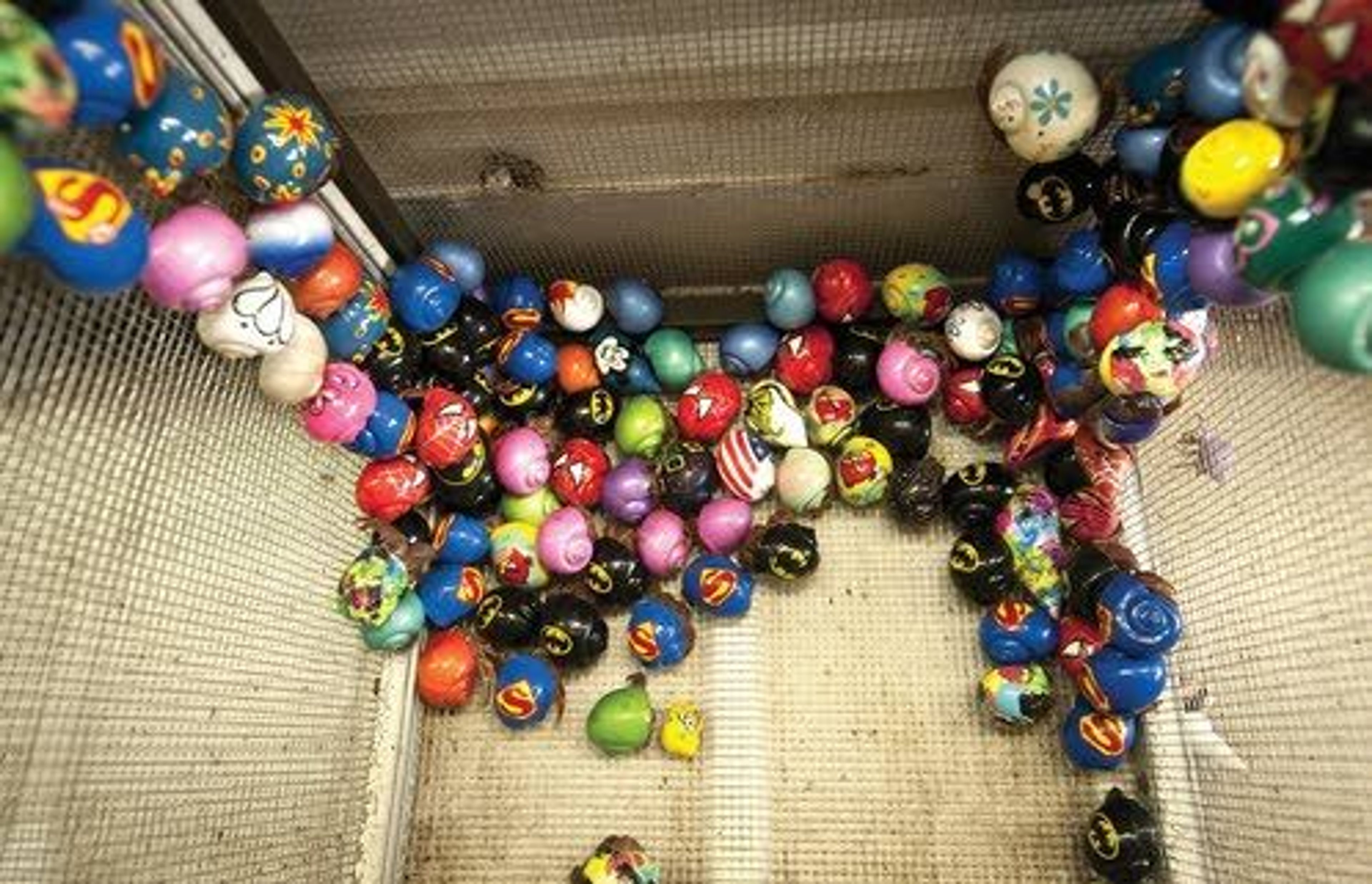 Hermit crabs with painted shells cling to a cage at Shell Shanty, a hermit crab distribution company owned by Bill Huelsenbeck of West Creek, N.J.