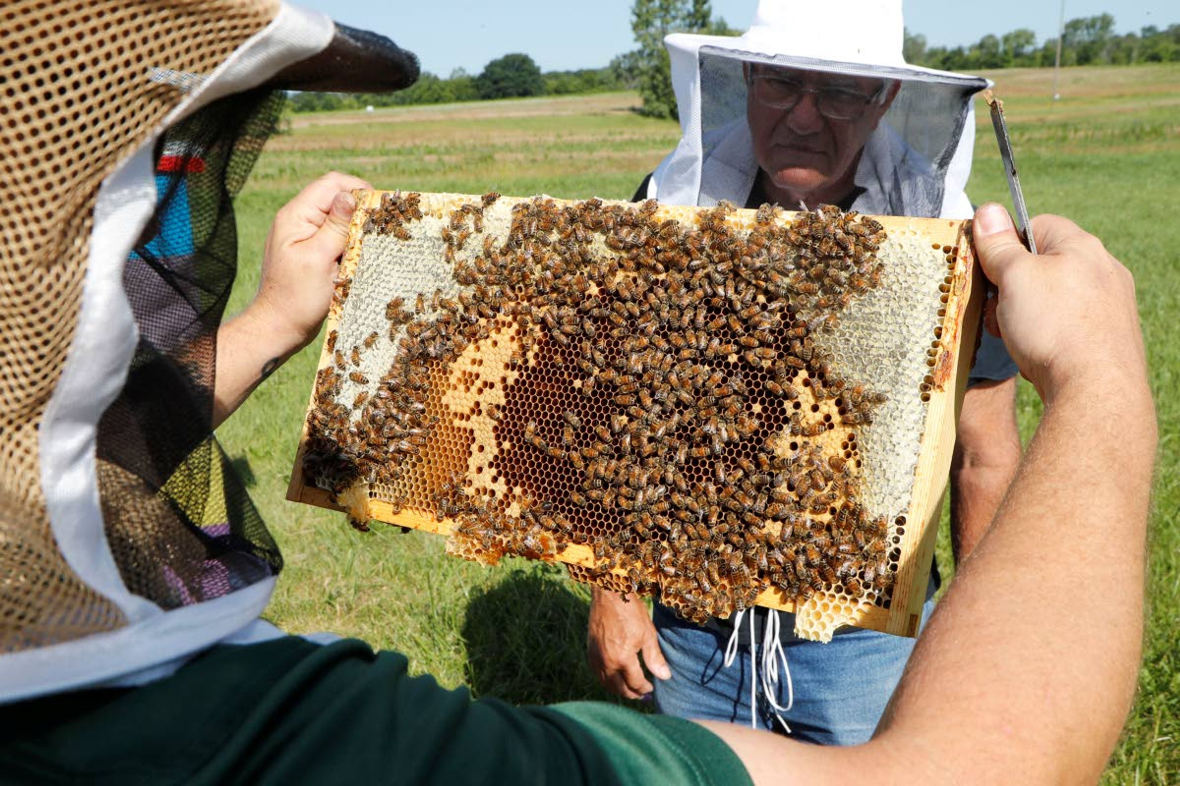 In this July 11, 2019 photo, Frank Bartel, a 69-year-old resident of Gregory, Mich., looks at some bees at the Henry Ford farm in Superior Township, Mich. After retiring from Ford, where he had worked as an engineer, Bartel "moved out to the country" and decided to take up beekeeping. But he knew little about the practice, so he joined a local bee club. Bartel took both the online and hands-on portions of the Heroes to Hives program and enjoys beekeeping. (AP Photo/Carlos Osorio)