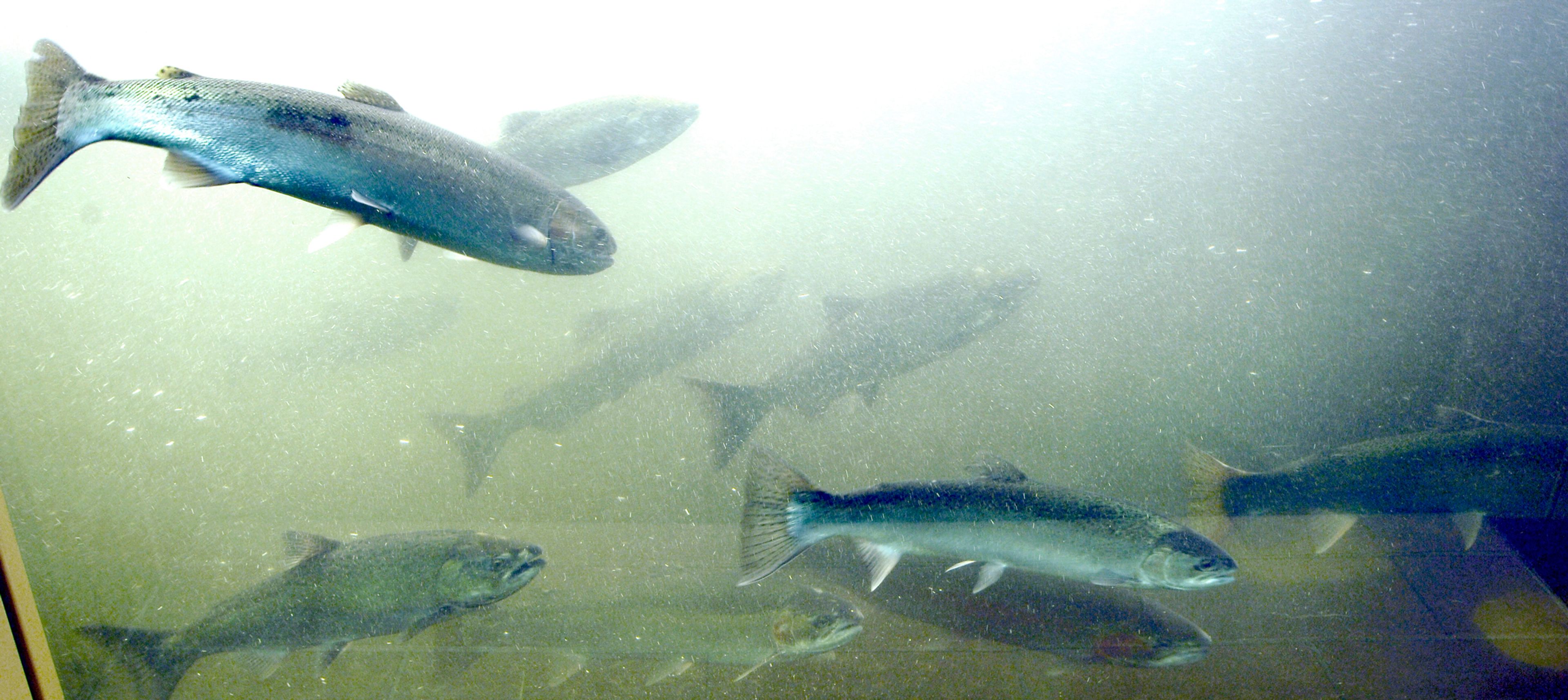 Steelhead and salmon make their way up the Snake River through the viewing window at Lower Granite Dam. 