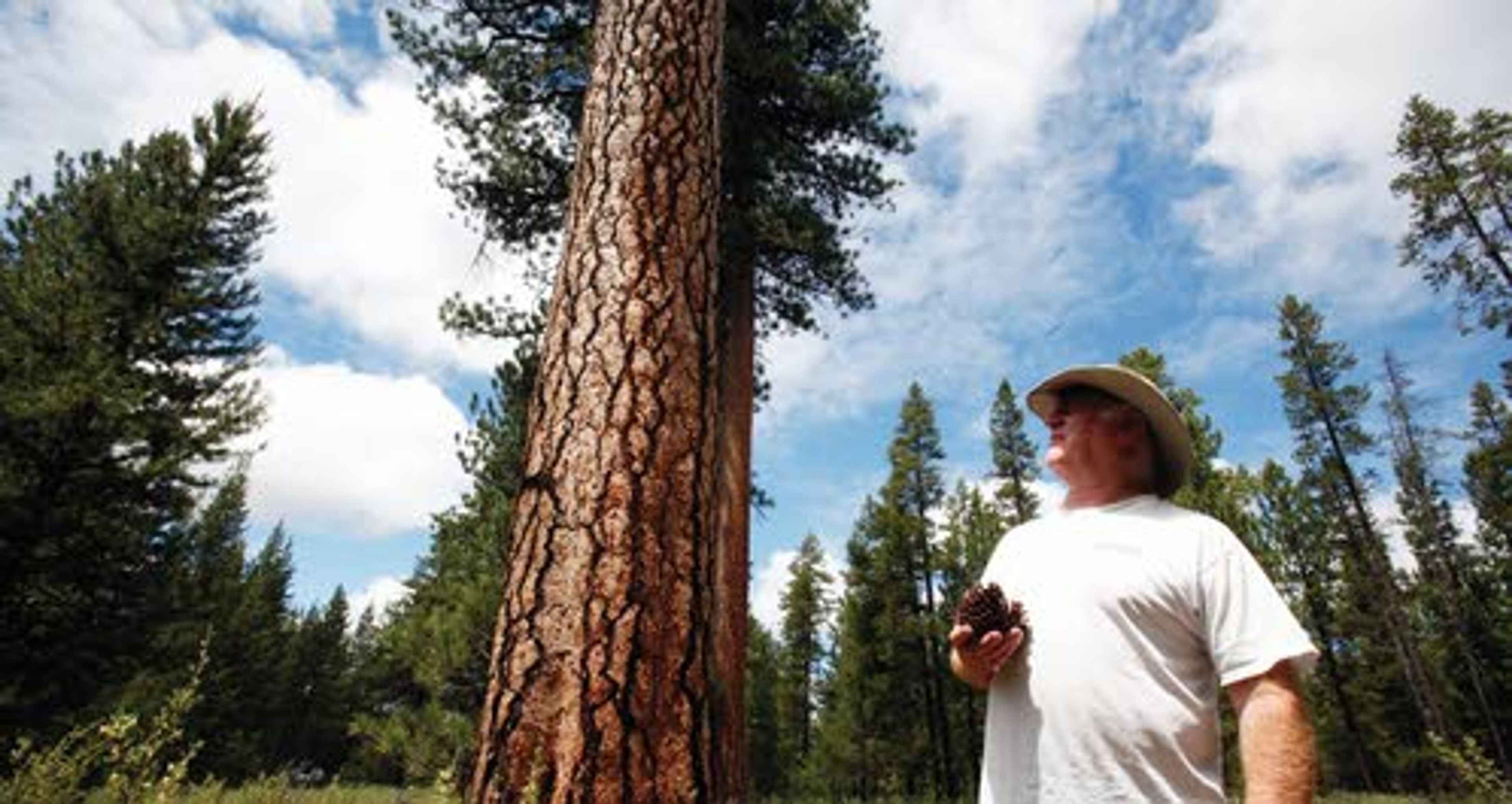 John Scoggin collects ponderosa pine cones recently in the forest near LaPine, Ore.