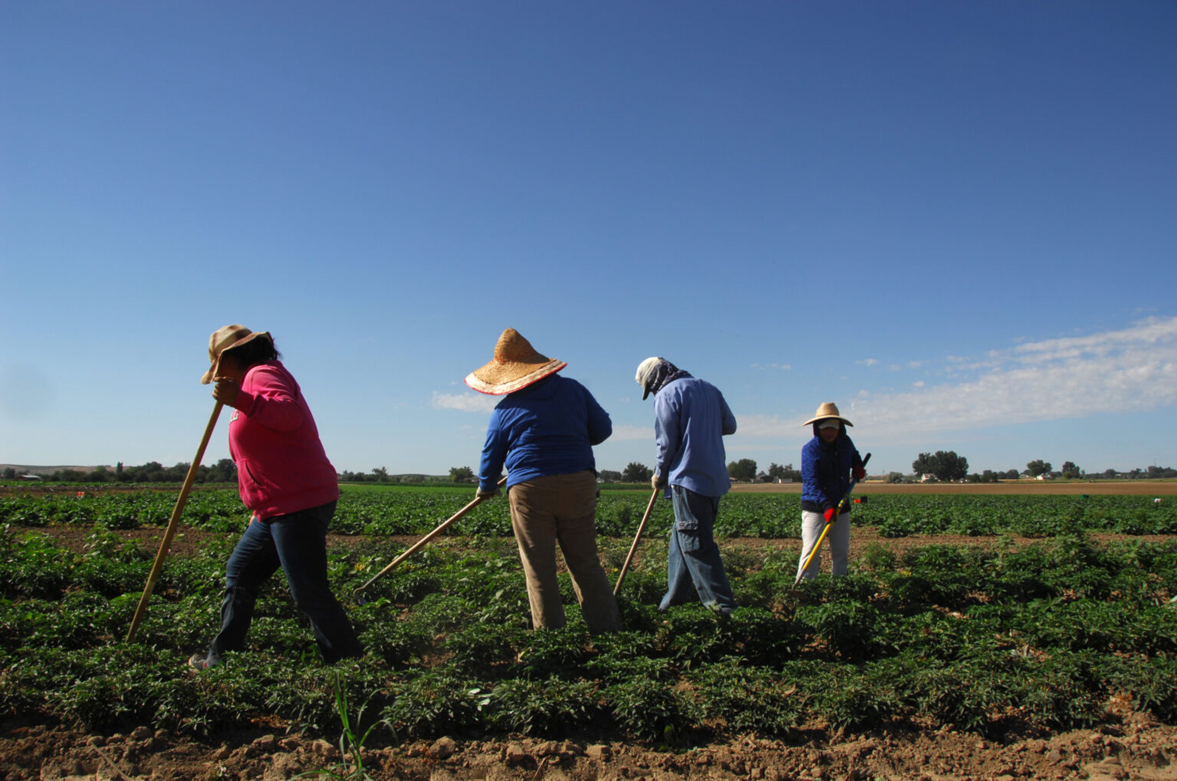 Workers weed a field of peppers on Rick and Robyn Purdum's farm in Fruitland, Idaho.