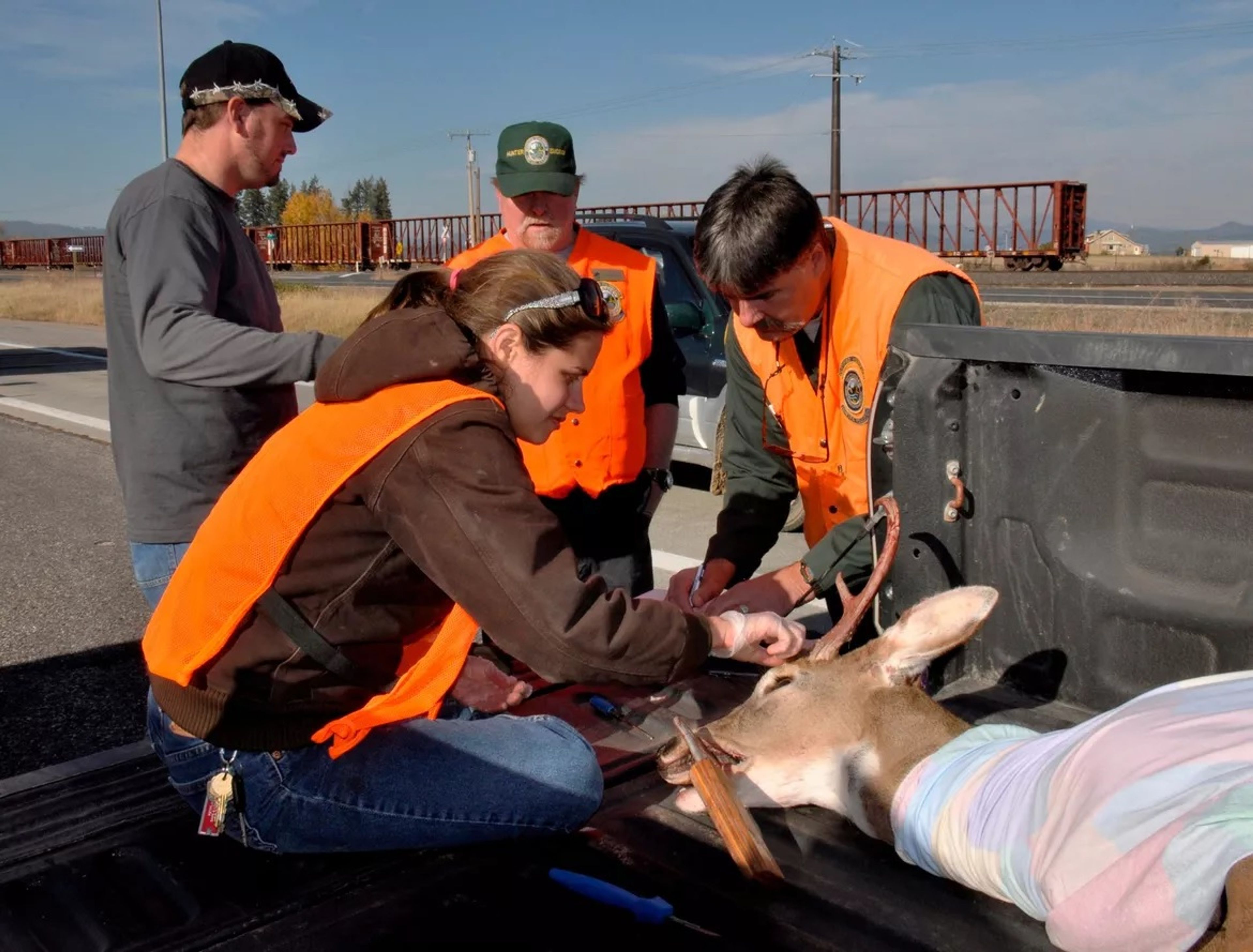 Washington Fish and Wildlife Department wildlife biologists Annemarie Prince, front, and Dana Base, right, remove a tooth and take measurements on whitetail deer buck brought in to the Deer Park hunter check station. 