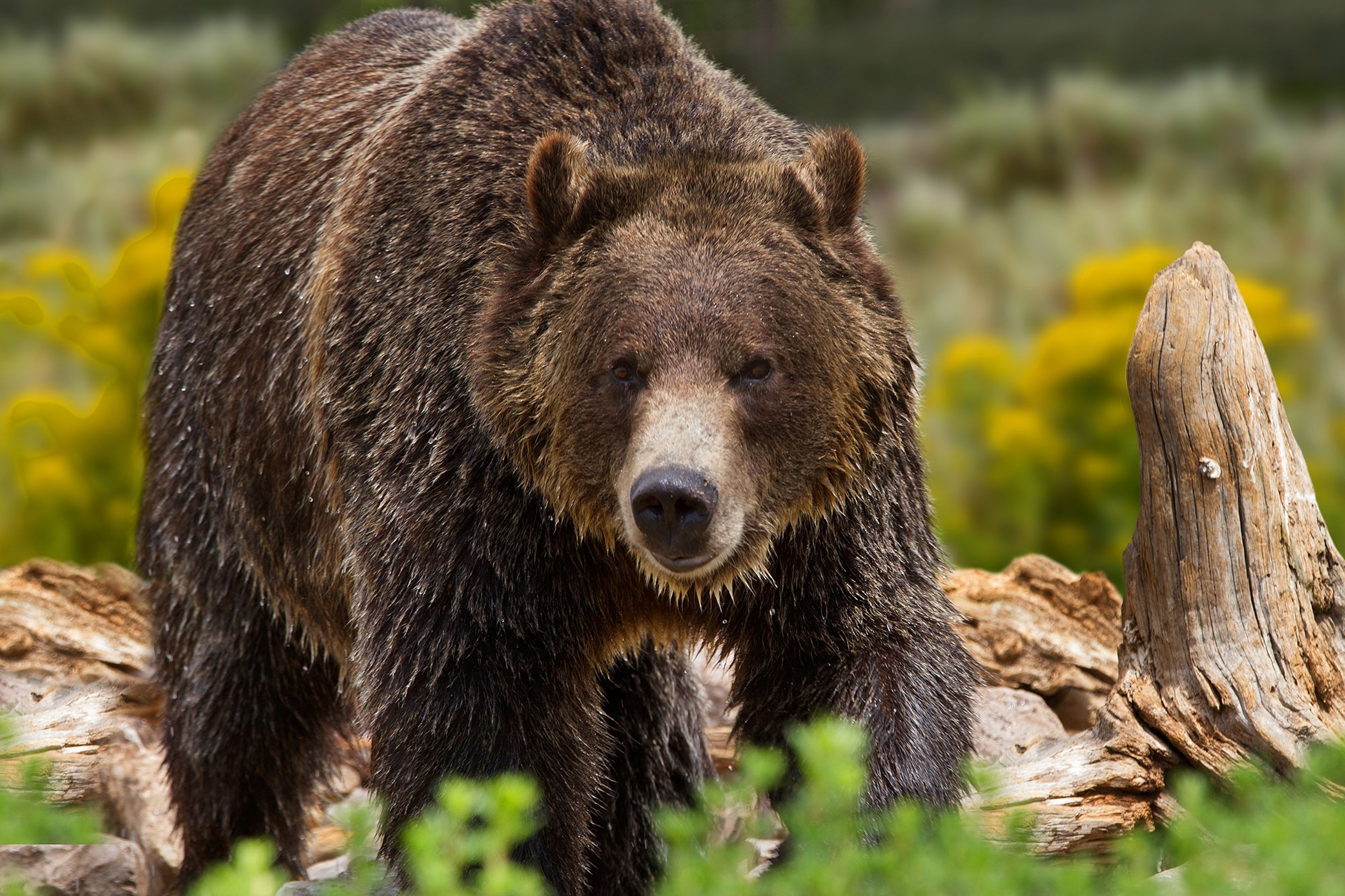 A grizzly bear on the move in Yellowstone National Park.