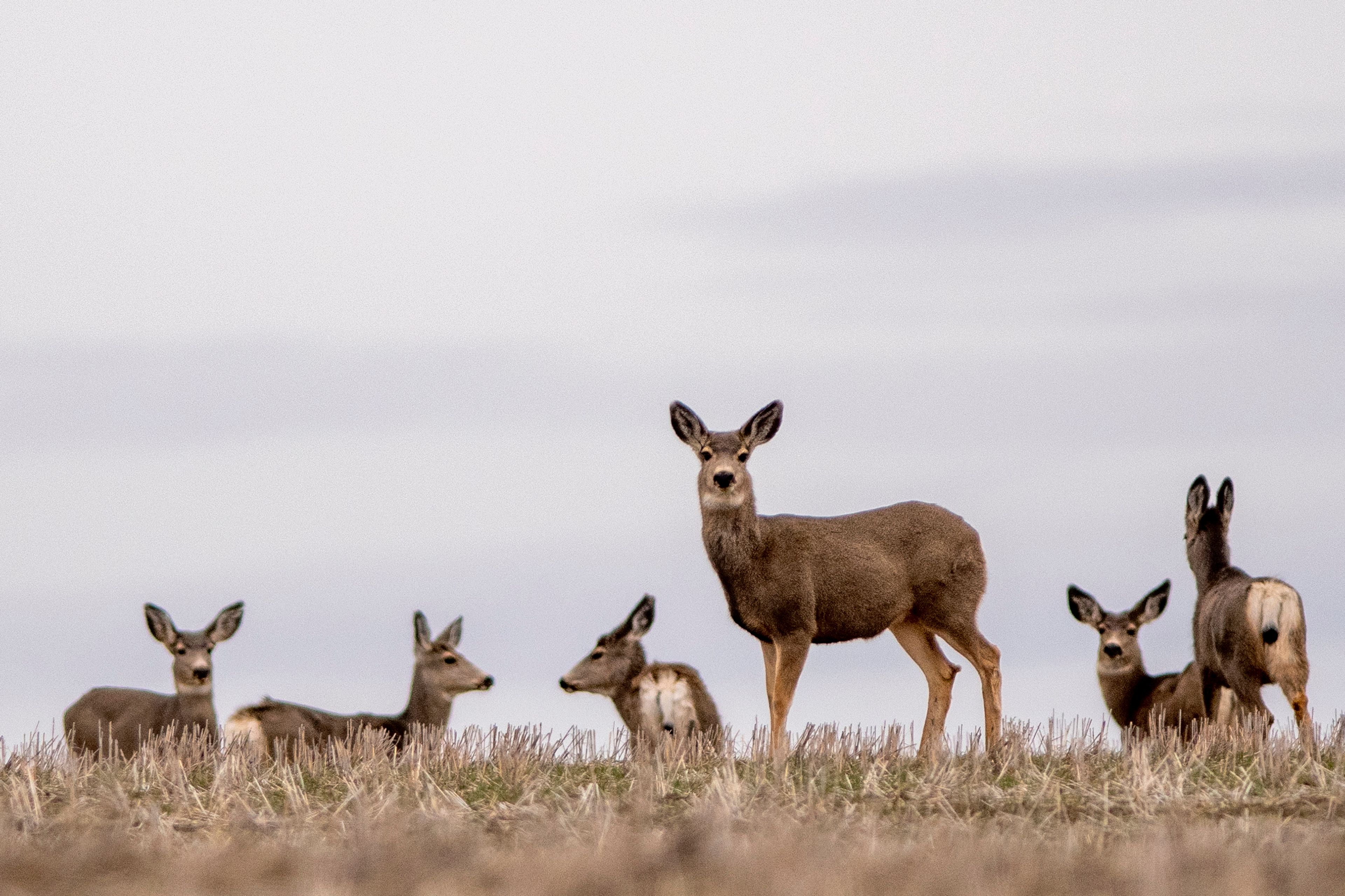 Mule deer does graze in wheat stuble of eastern Washington in this photo from 2021. The Washington Department of Fish and Wildlife is in floating possible hunting rule changes and plans to share the ideas with the public.