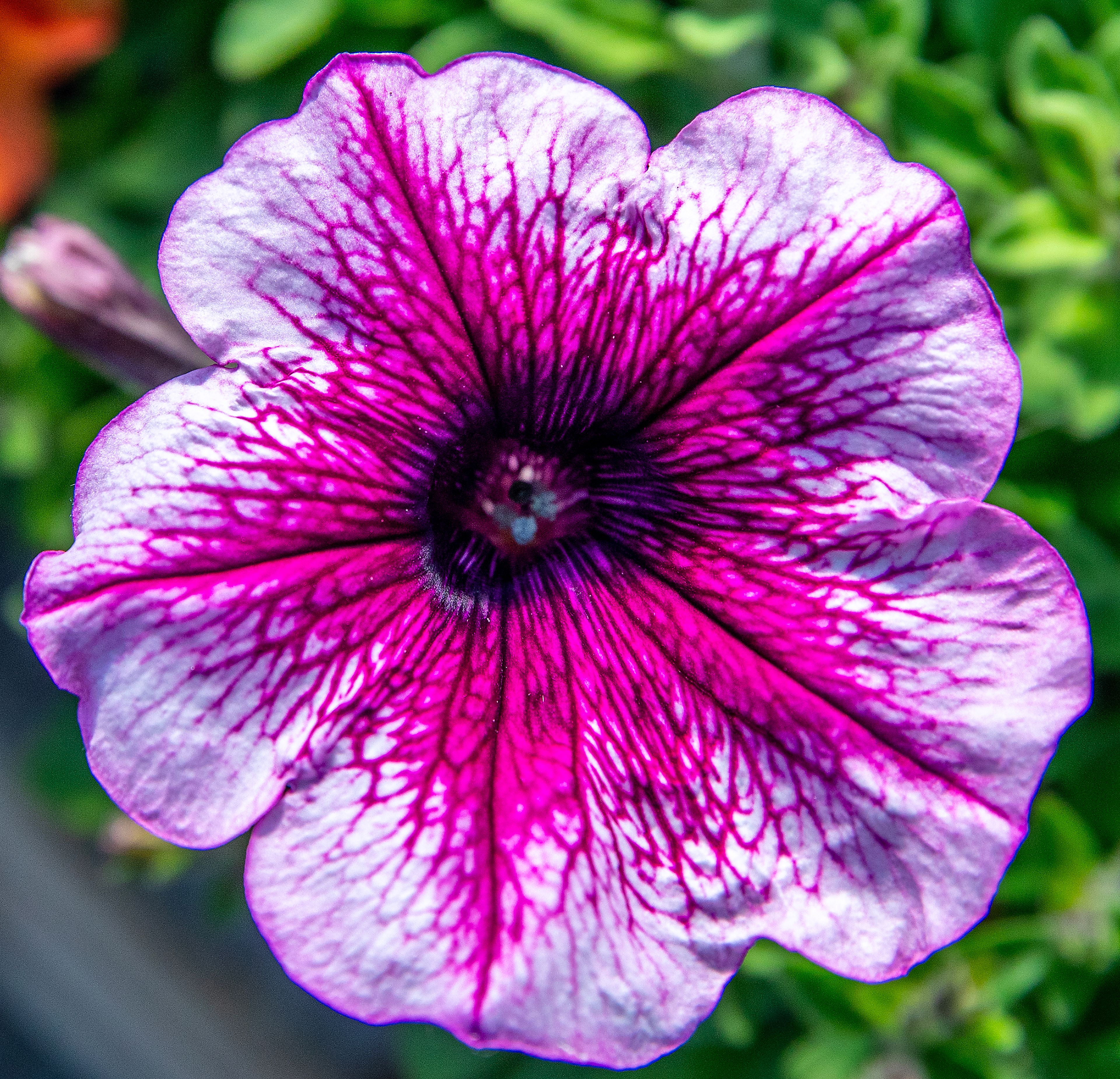 A flower in a royal duchess mix blooms Saturday at Patt’s Garden Center in Clarkston.